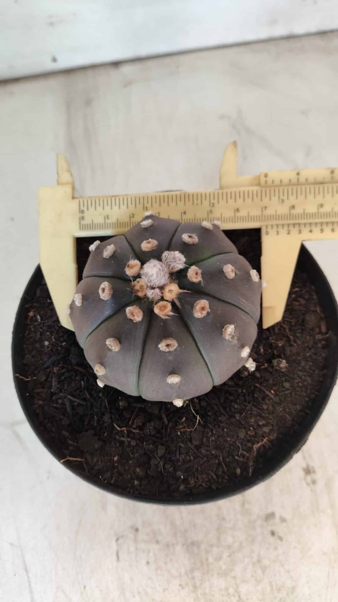 ASTROPHYTUM ASTERIAS “Purple”  Nº 731 – vaso 15