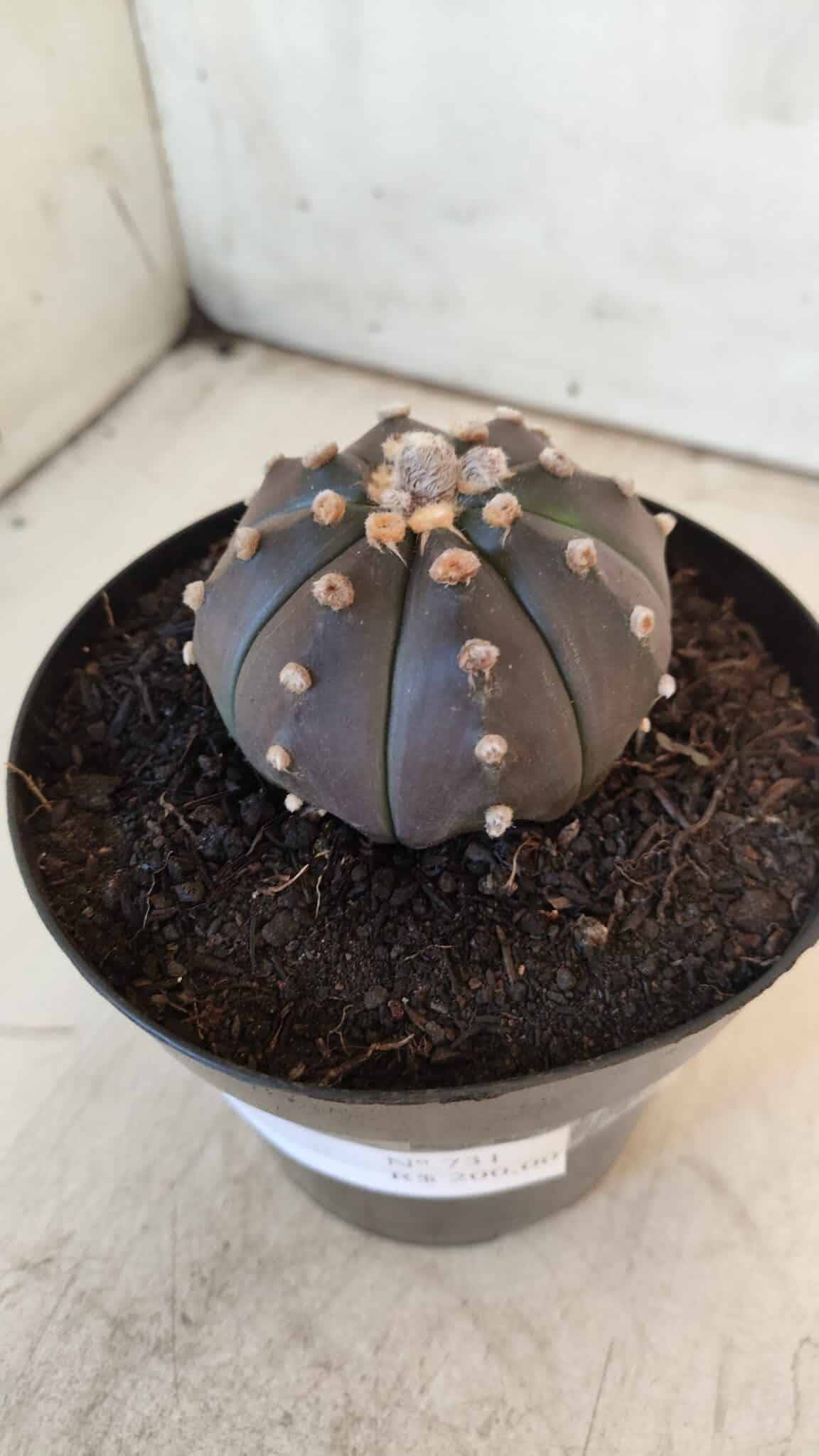 ASTROPHYTUM ASTERIAS “Purple”  Nº 731 – vaso 15