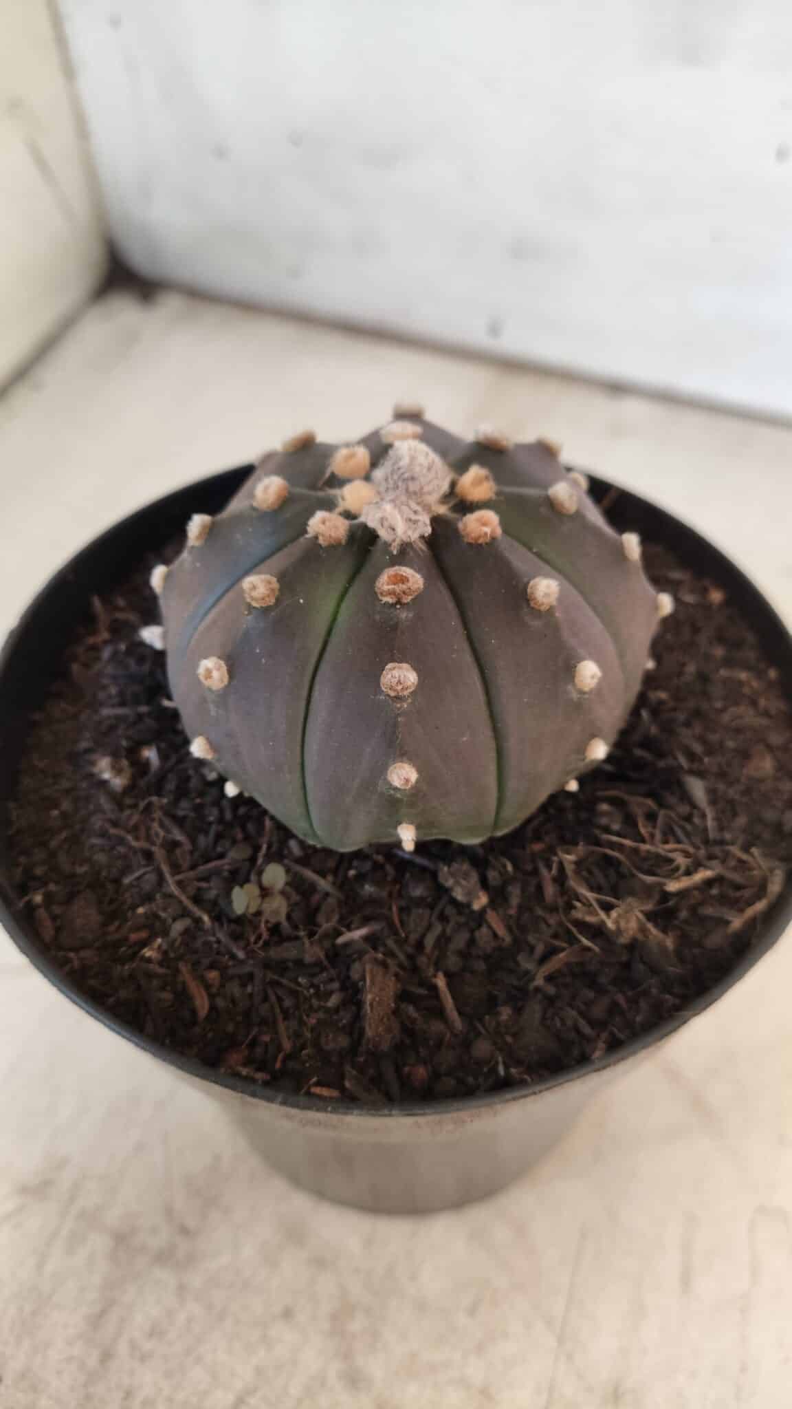 ASTROPHYTUM ASTERIAS “Purple”  Nº 731 – vaso 15