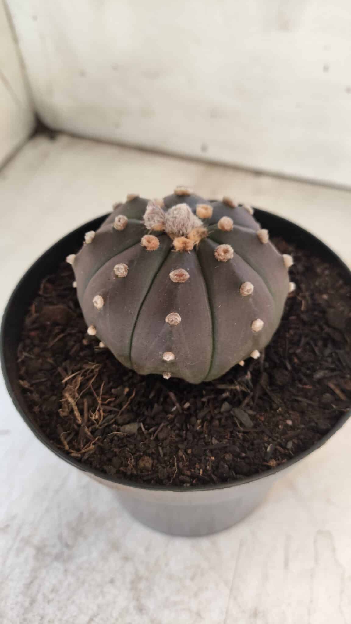 ASTROPHYTUM ASTERIAS “Purple”  Nº 731 – vaso 15