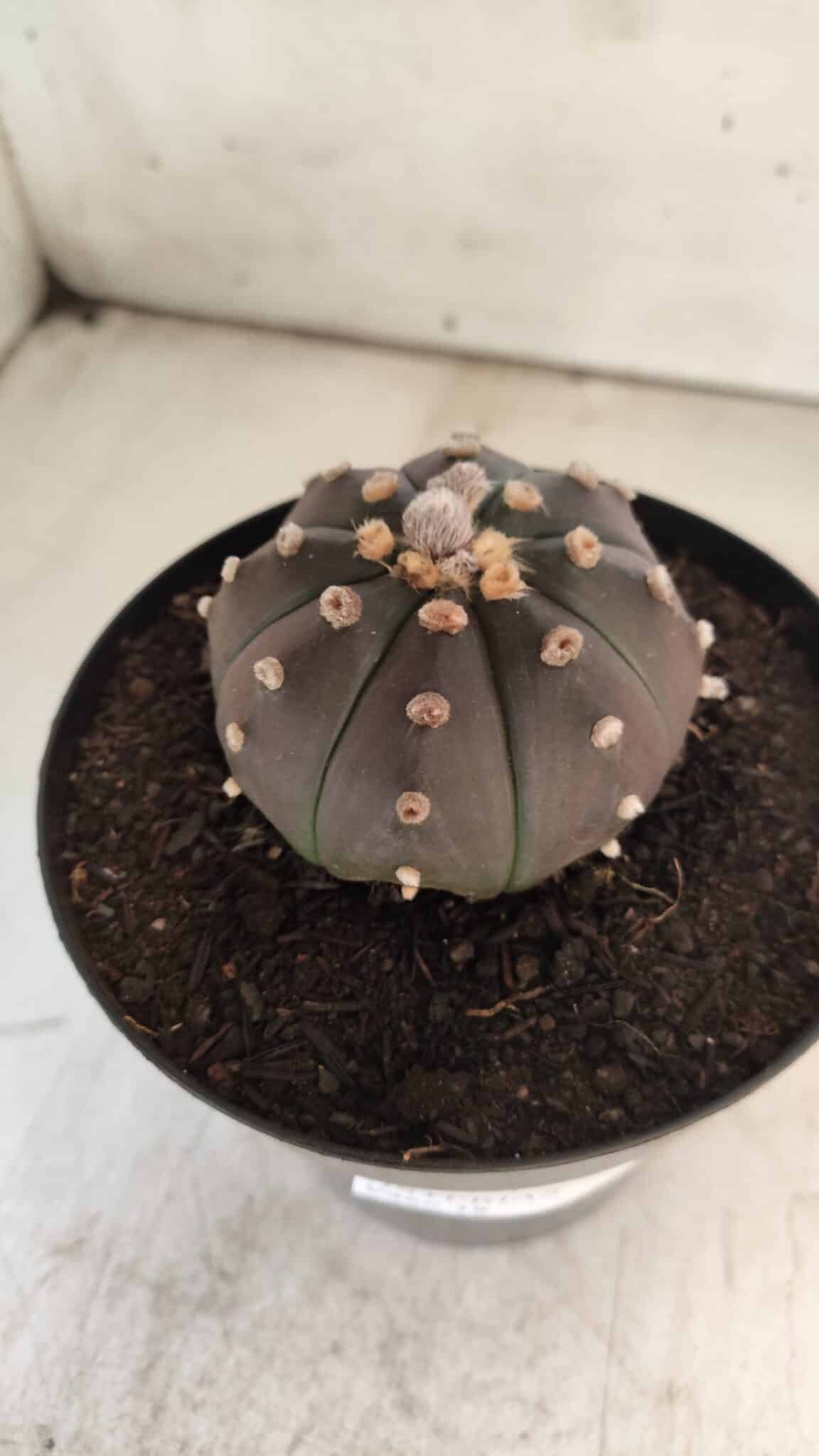 ASTROPHYTUM ASTERIAS “Purple”  Nº 731 – vaso 15