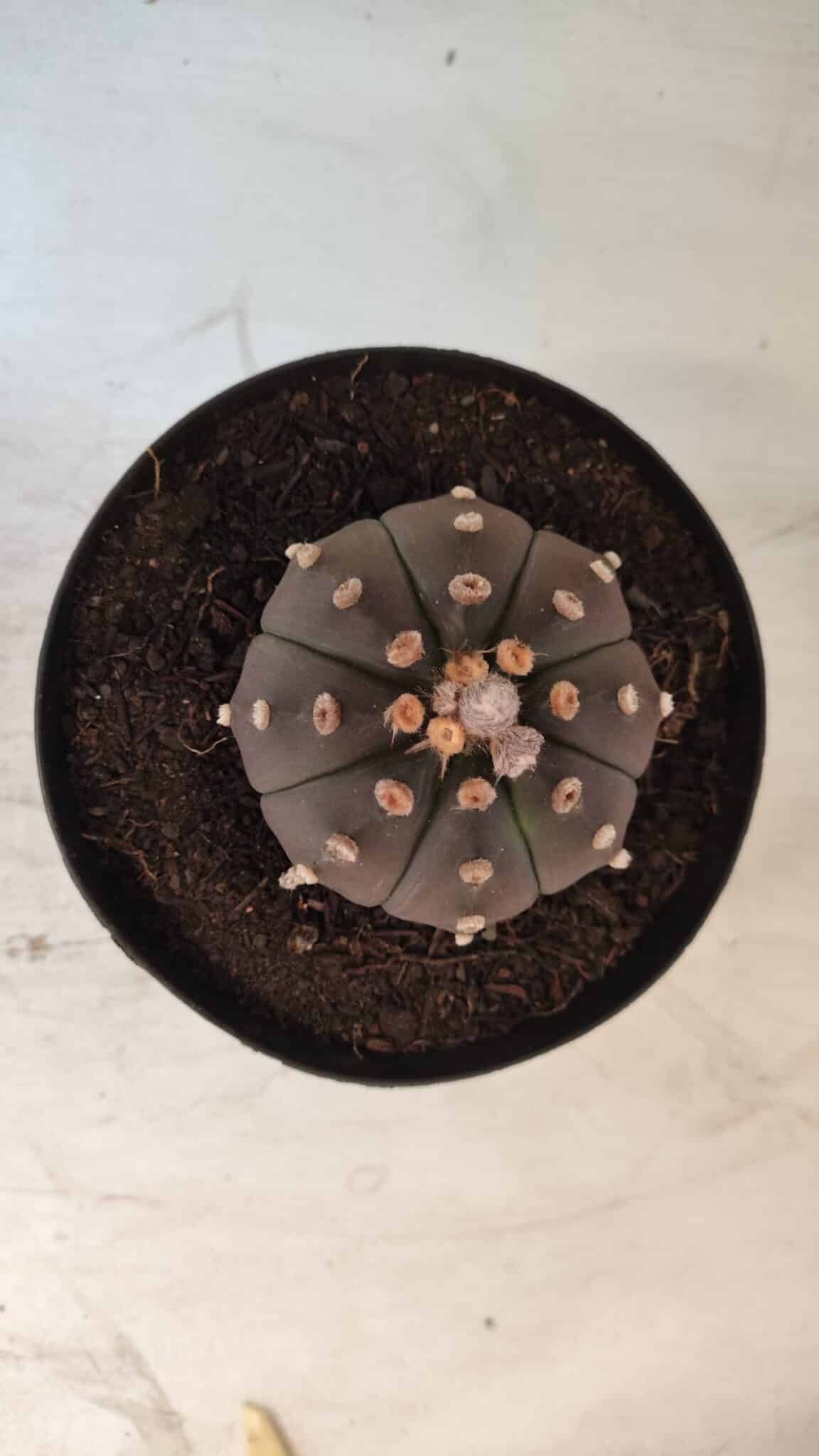 ASTROPHYTUM ASTERIAS “Purple”  Nº 731 – vaso 15
