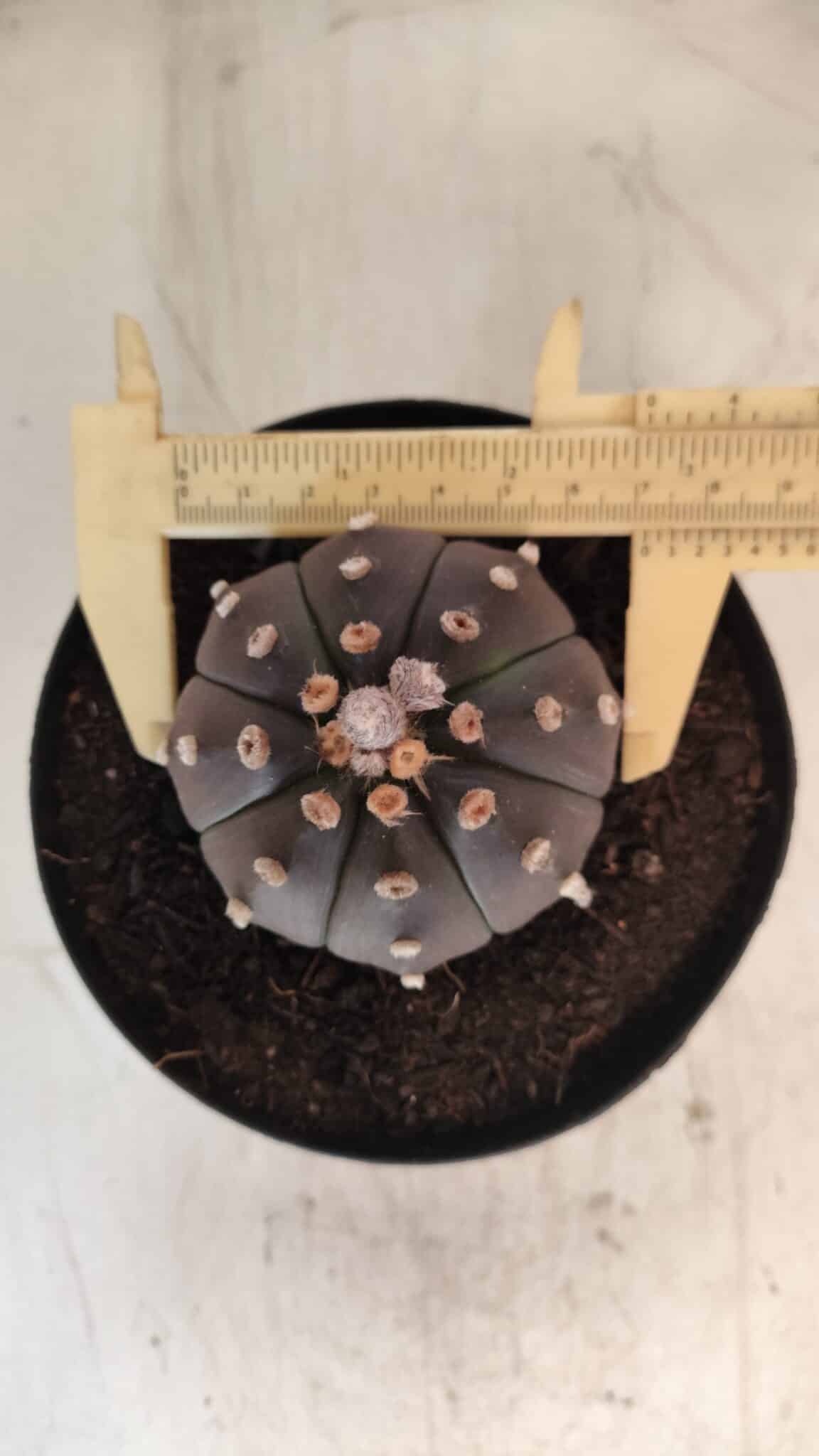 ASTROPHYTUM ASTERIAS “Purple”  Nº 731 – vaso 15