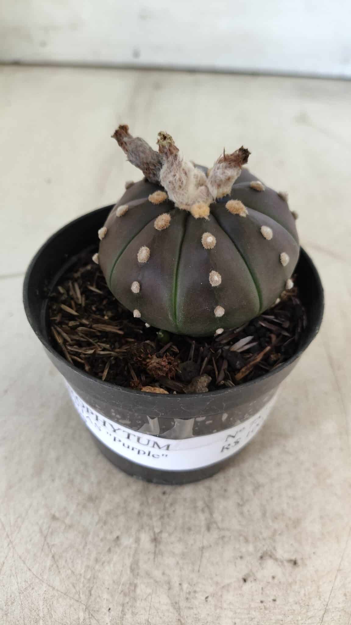 ASTROPHYTUM ASTERIAS “Purple”  Nº 752 – vaso 09