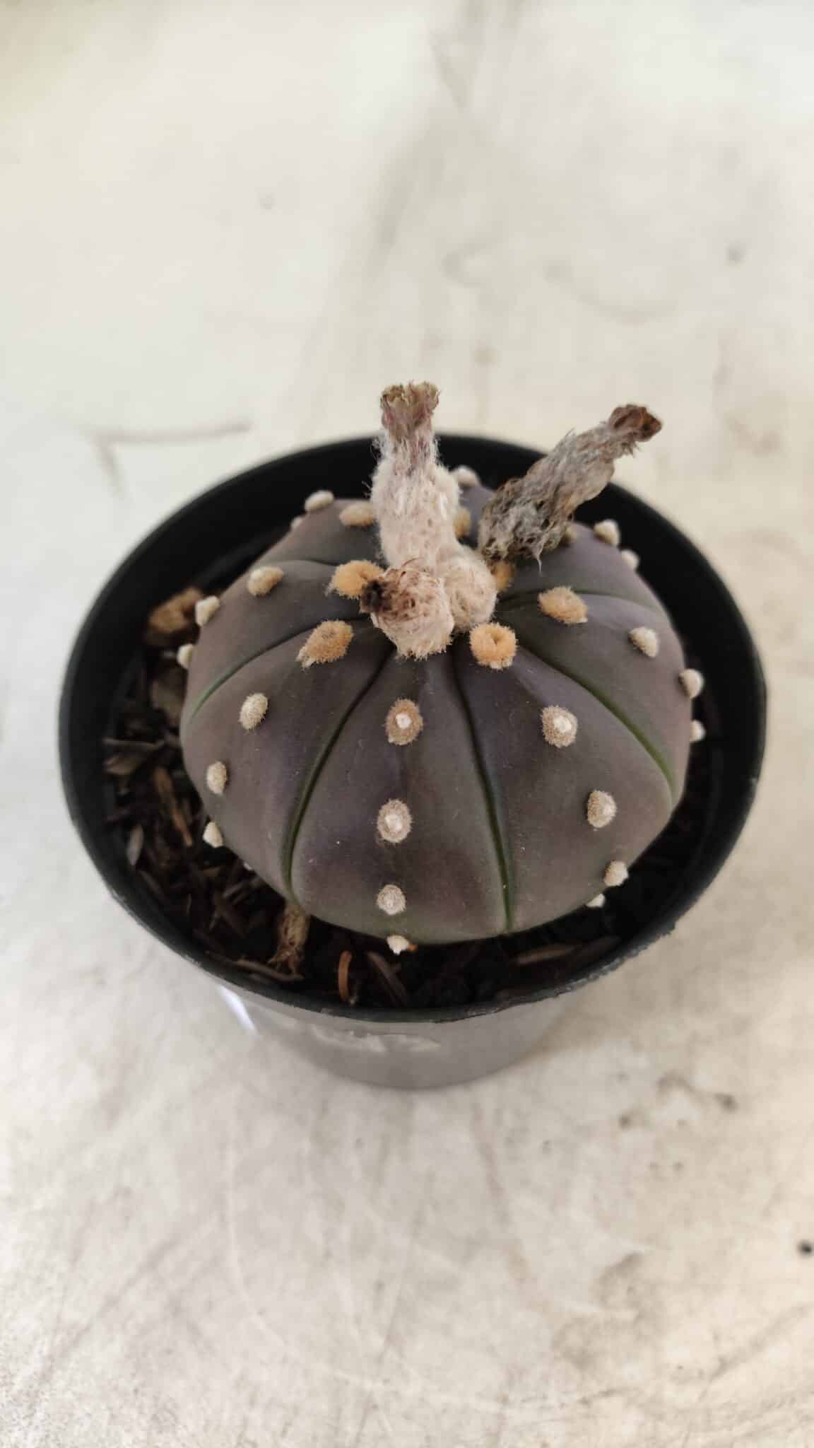 ASTROPHYTUM ASTERIAS “Purple”  Nº 752 – vaso 09