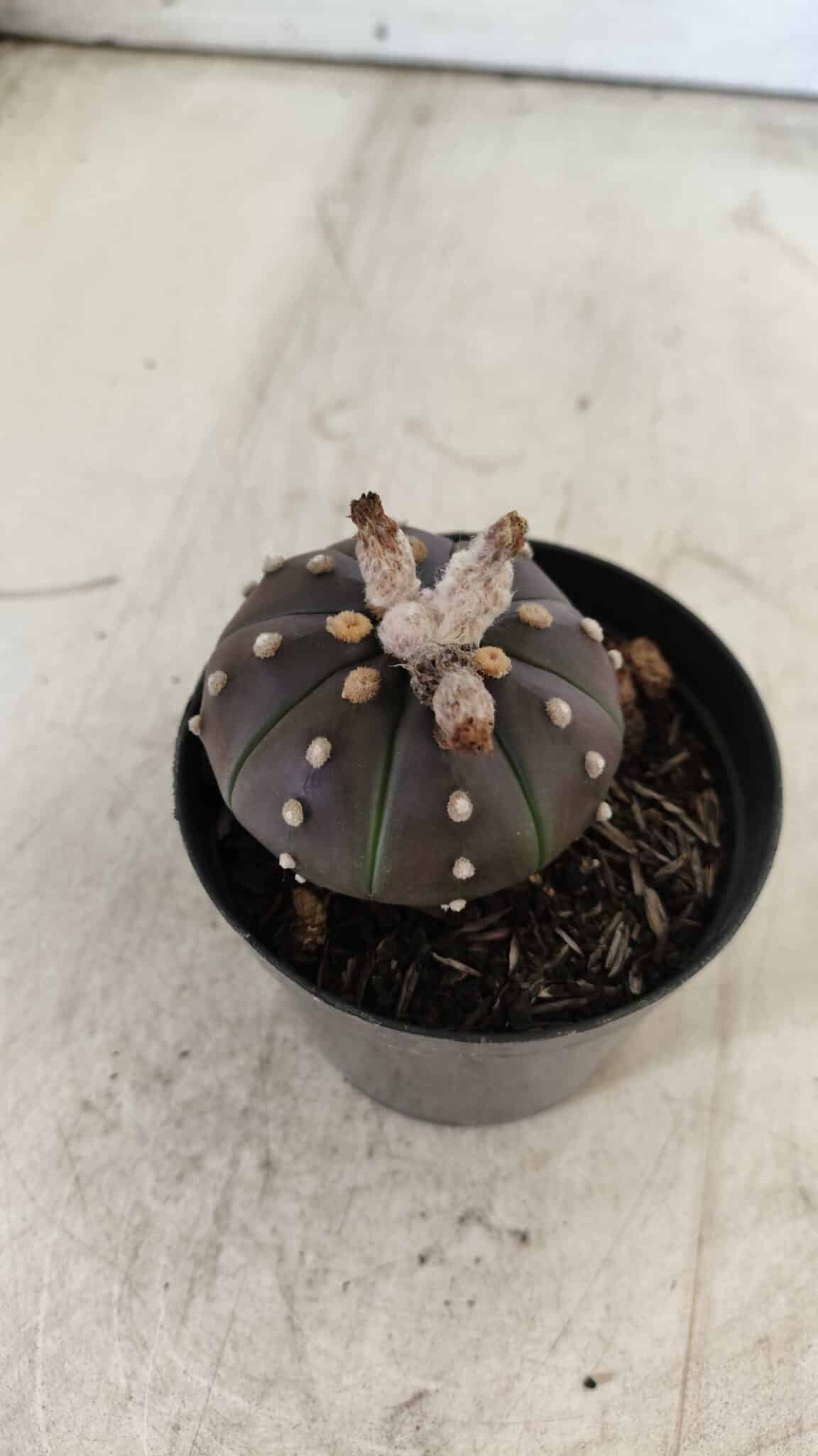 ASTROPHYTUM ASTERIAS “Purple”  Nº 752 – vaso 09