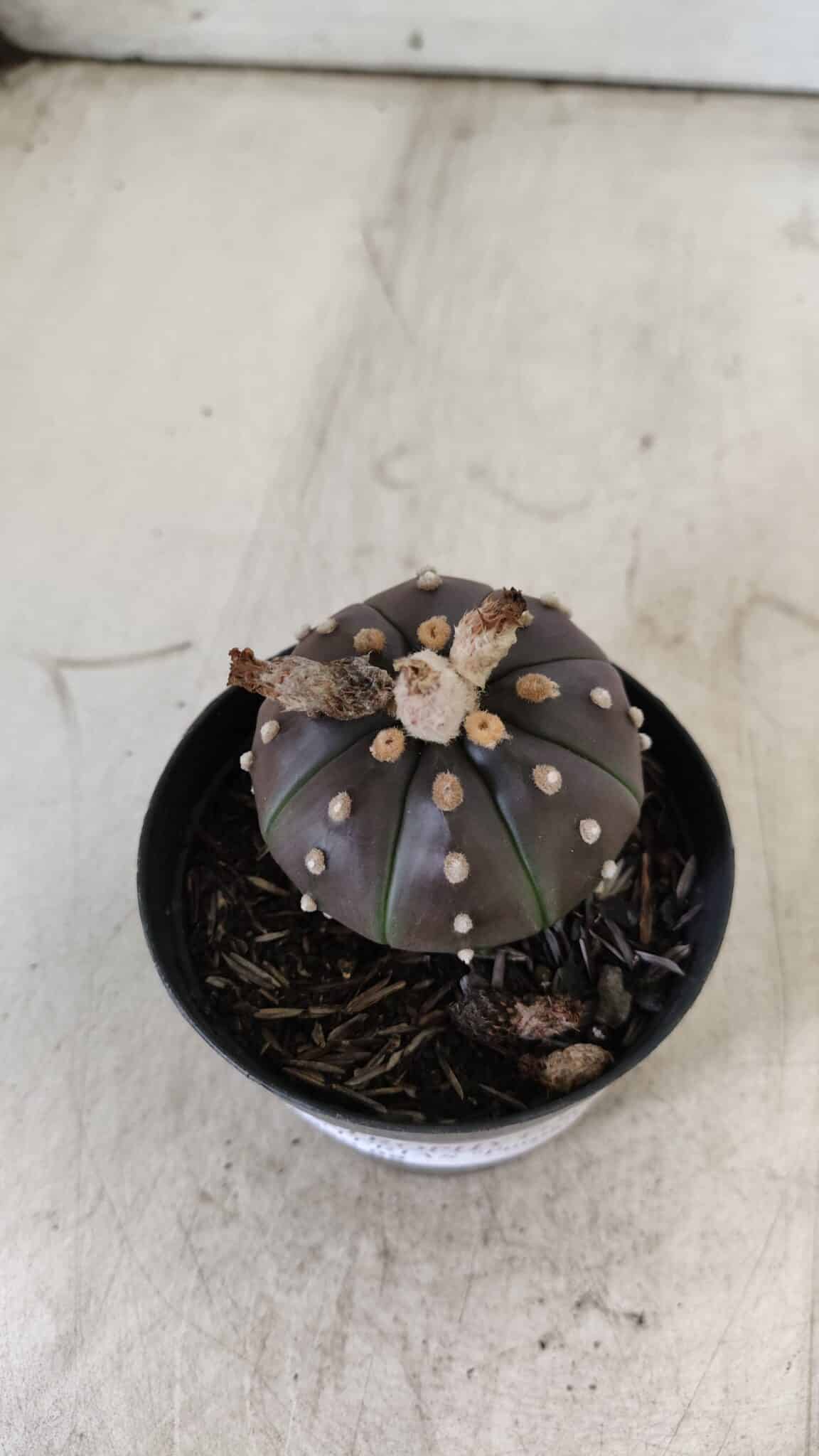 ASTROPHYTUM ASTERIAS “Purple”  Nº 752 – vaso 09
