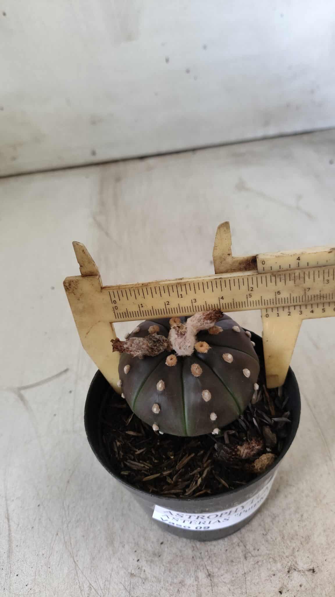 ASTROPHYTUM ASTERIAS “Purple”  Nº 752 – vaso 09