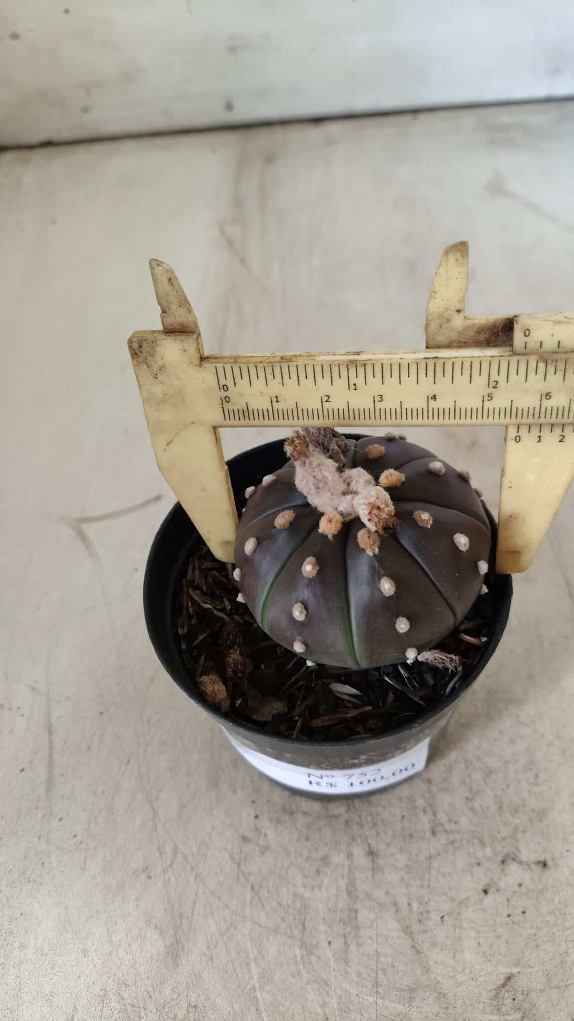 ASTROPHYTUM ASTERIAS “Purple”  Nº 752 – vaso 09