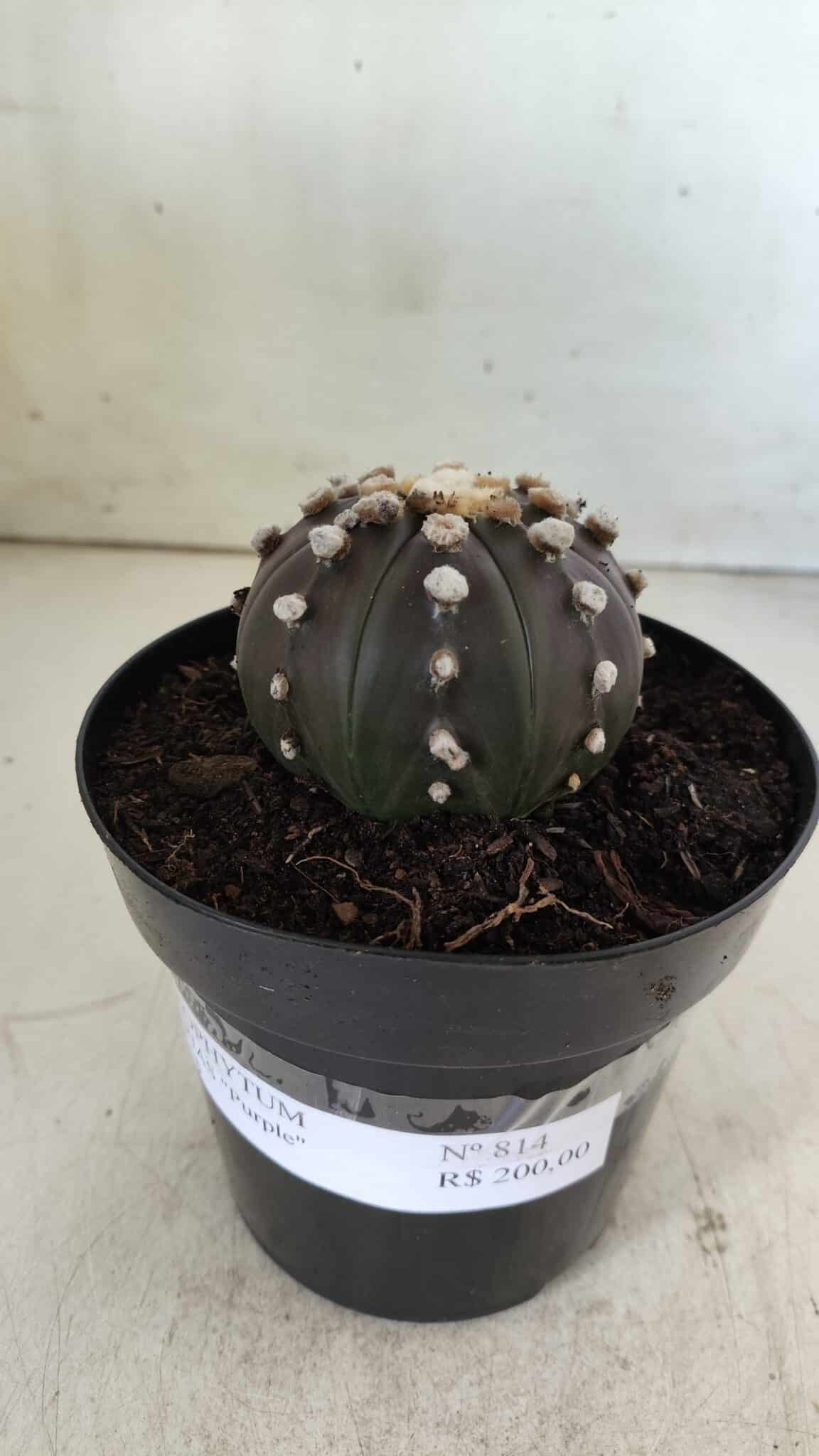 ASTROPHYTUM ASTERIAS “Purple”  Nº 814 – vaso 15