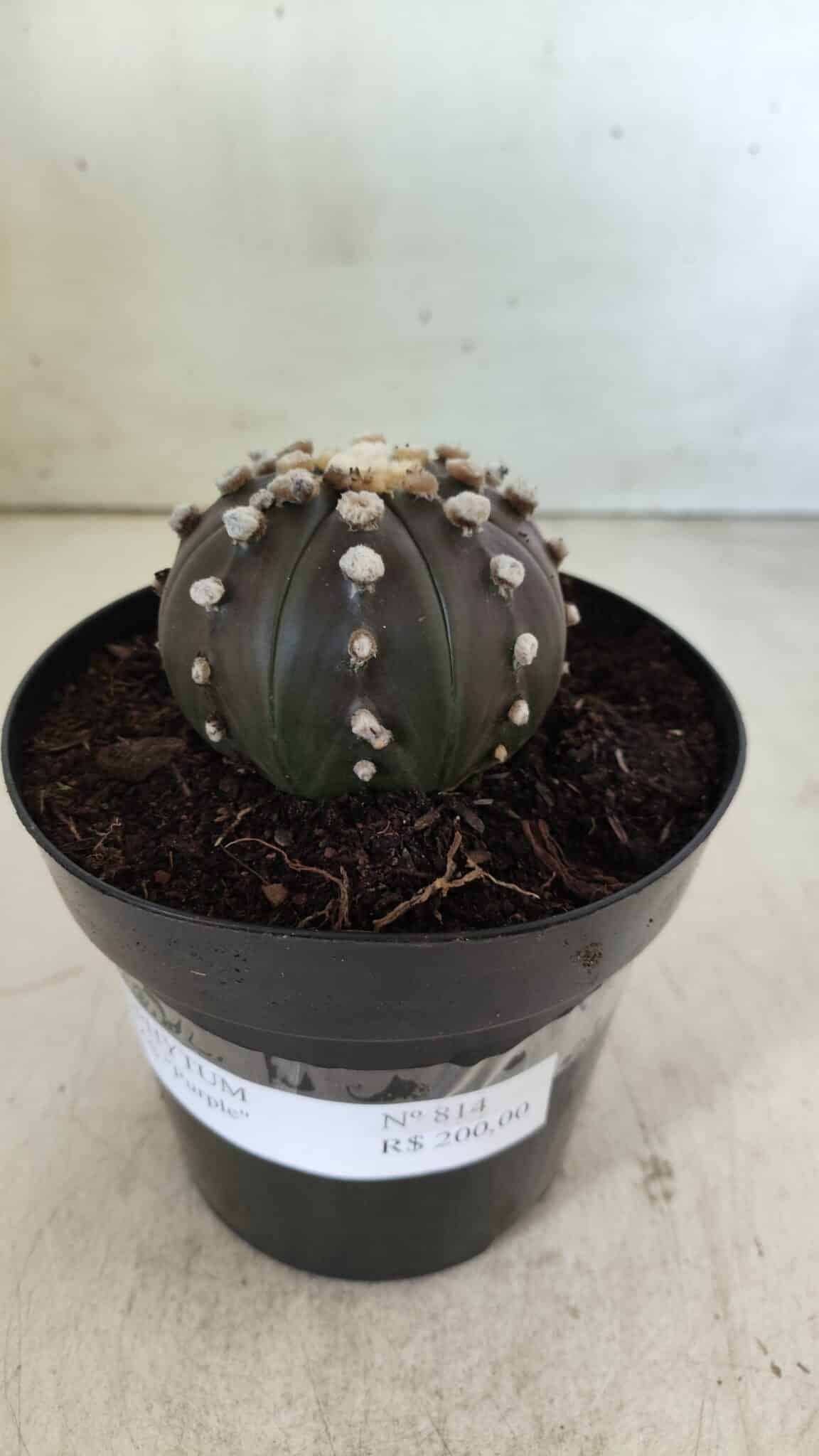 ASTROPHYTUM ASTERIAS “Purple”  Nº 814 – vaso 15