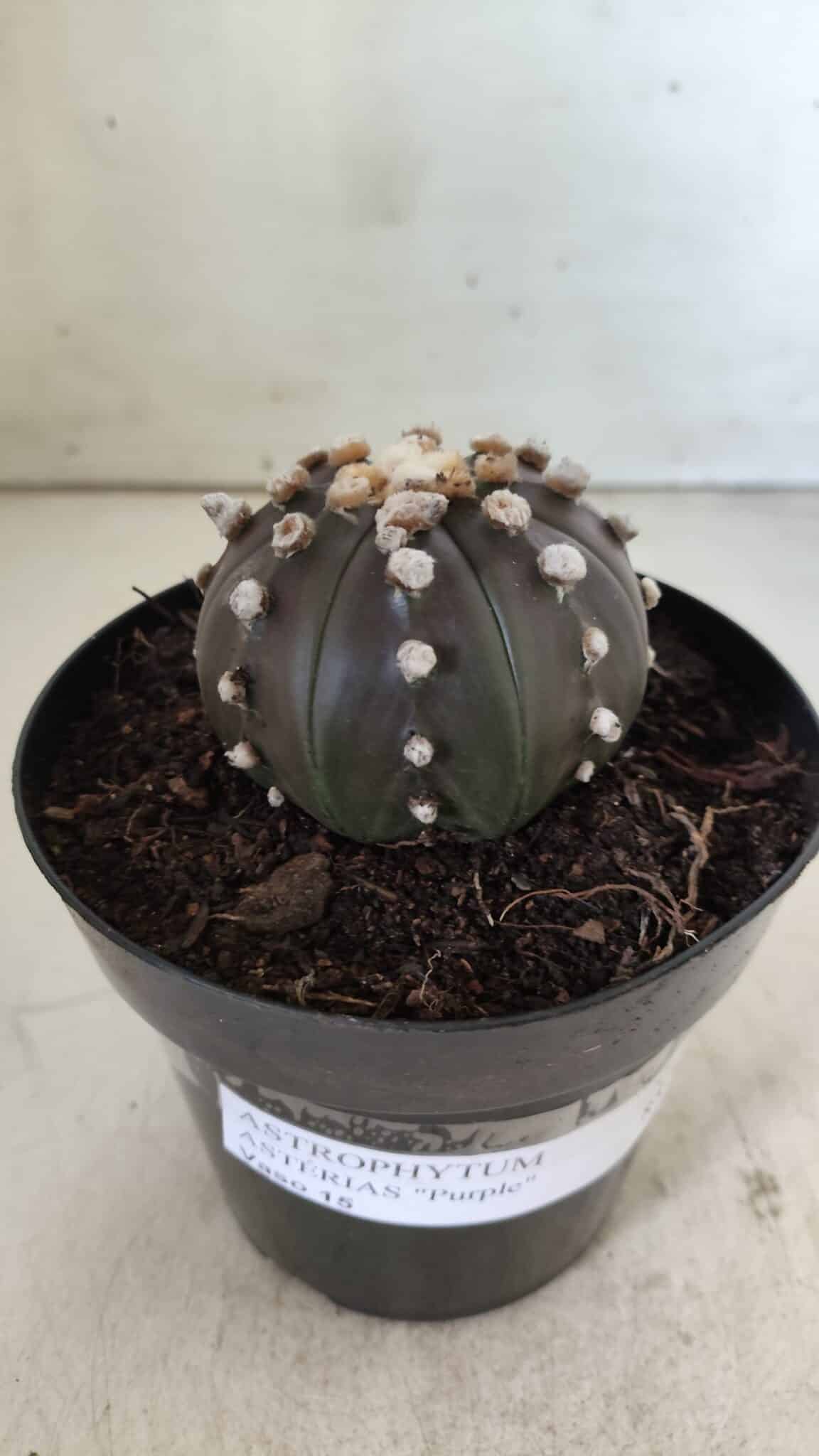 ASTROPHYTUM ASTERIAS “Purple”  Nº 814 – vaso 15
