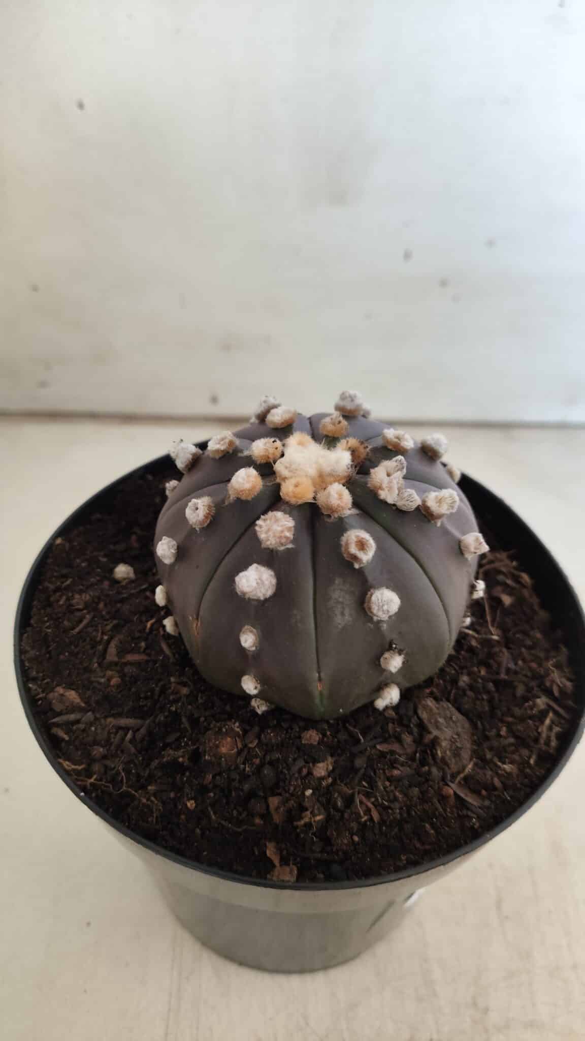 ASTROPHYTUM ASTERIAS “Purple”  Nº 814 – vaso 15
