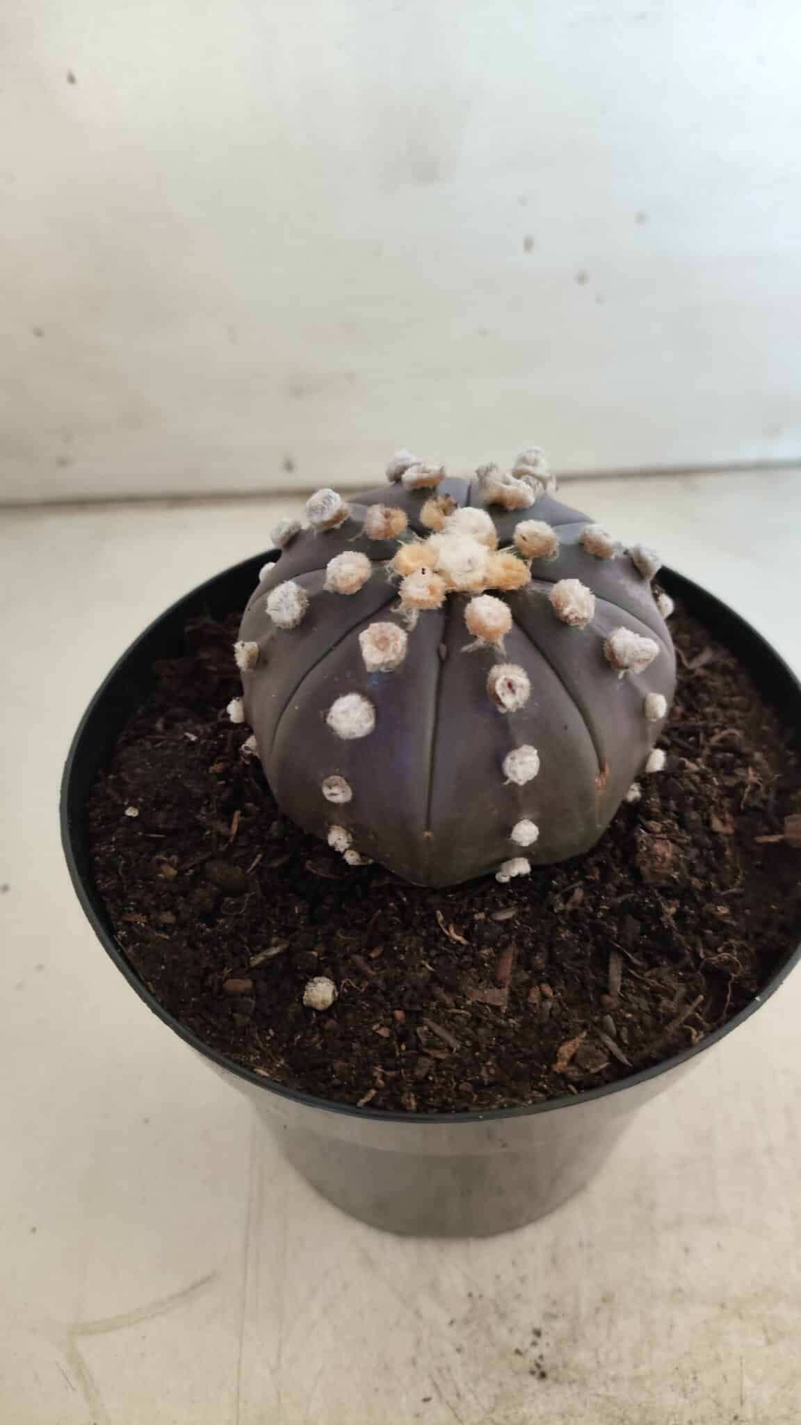 ASTROPHYTUM ASTERIAS “Purple”  Nº 814 – vaso 15