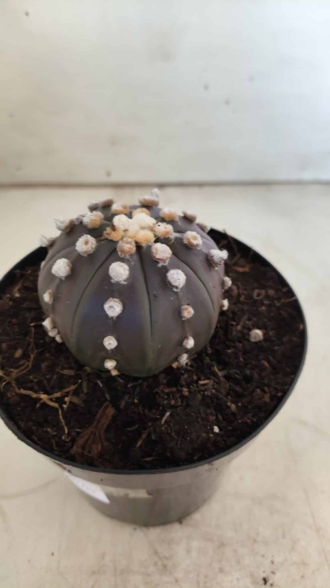 ASTROPHYTUM ASTERIAS “Purple”  Nº 814 – vaso 15