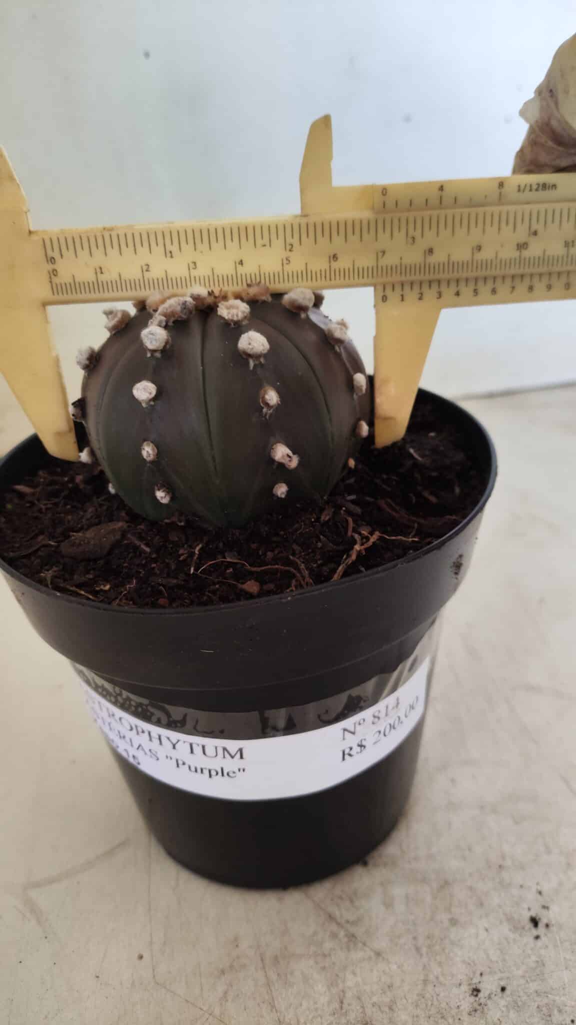ASTROPHYTUM ASTERIAS “Purple”  Nº 814 – vaso 15