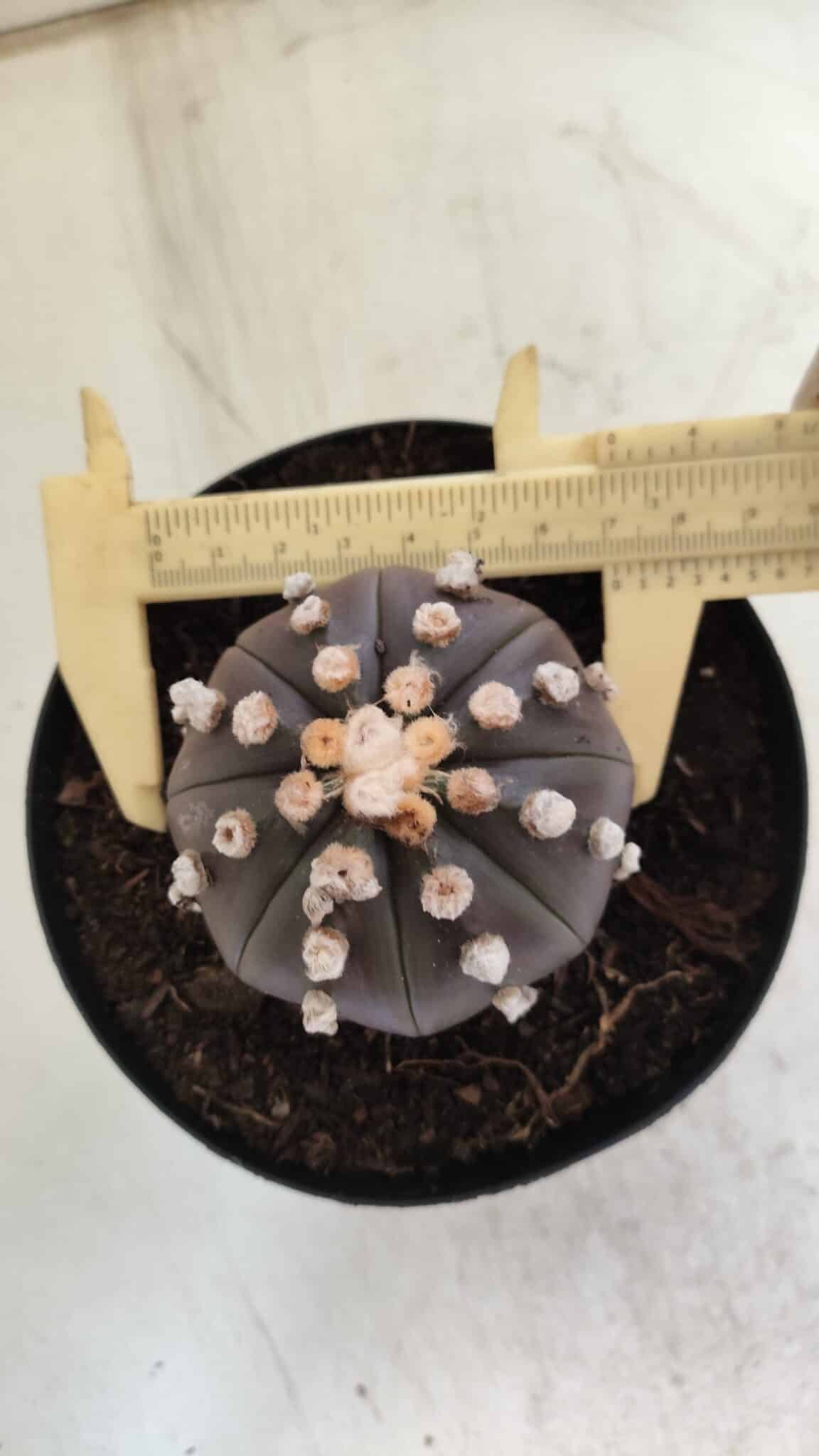 ASTROPHYTUM ASTERIAS “Purple”  Nº 814 – vaso 15