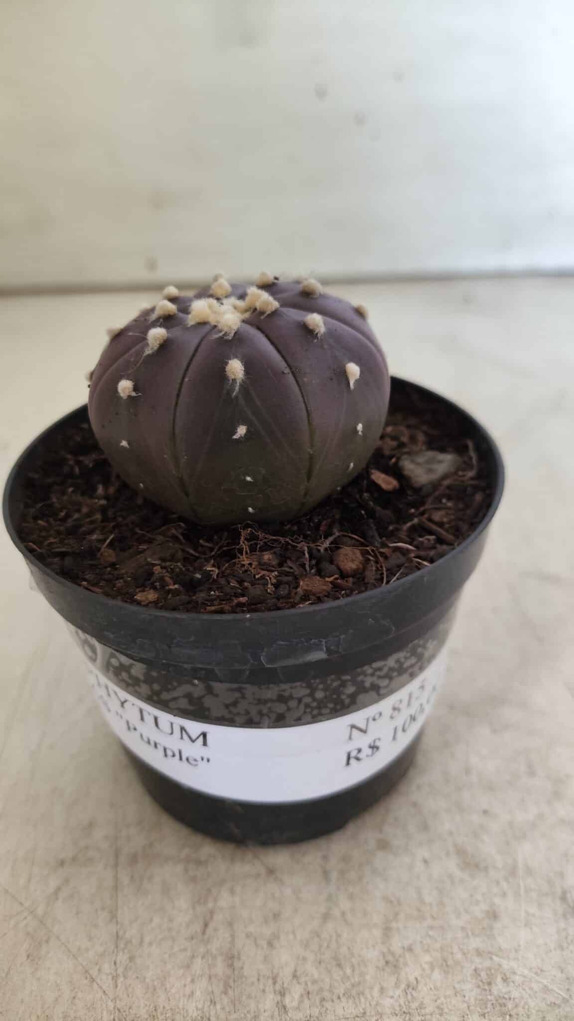 ASTROPHYTUM ASTERIAS “Purple”  Nº 815 – vaso 09