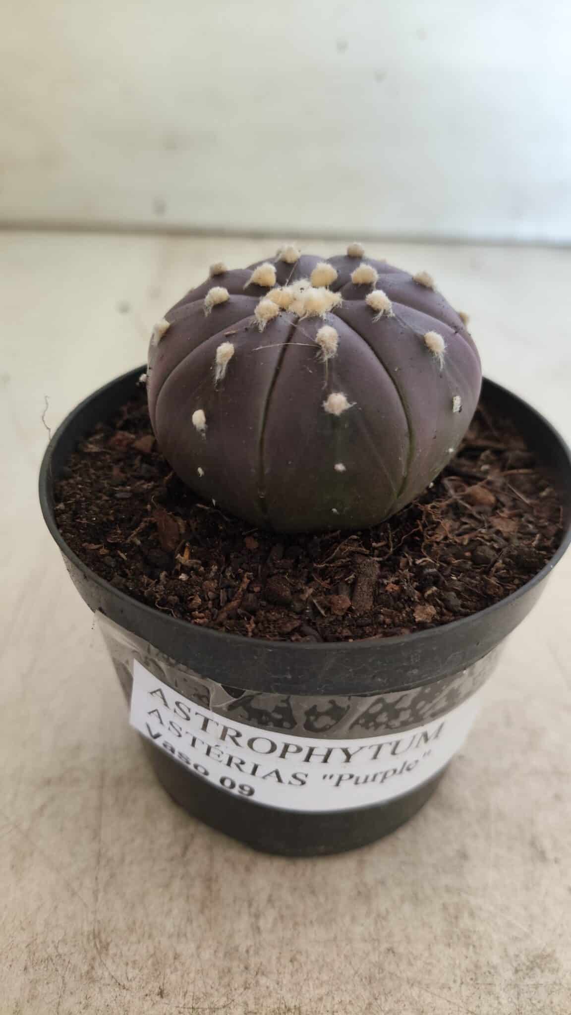 ASTROPHYTUM ASTERIAS “Purple”  Nº 815 – vaso 09