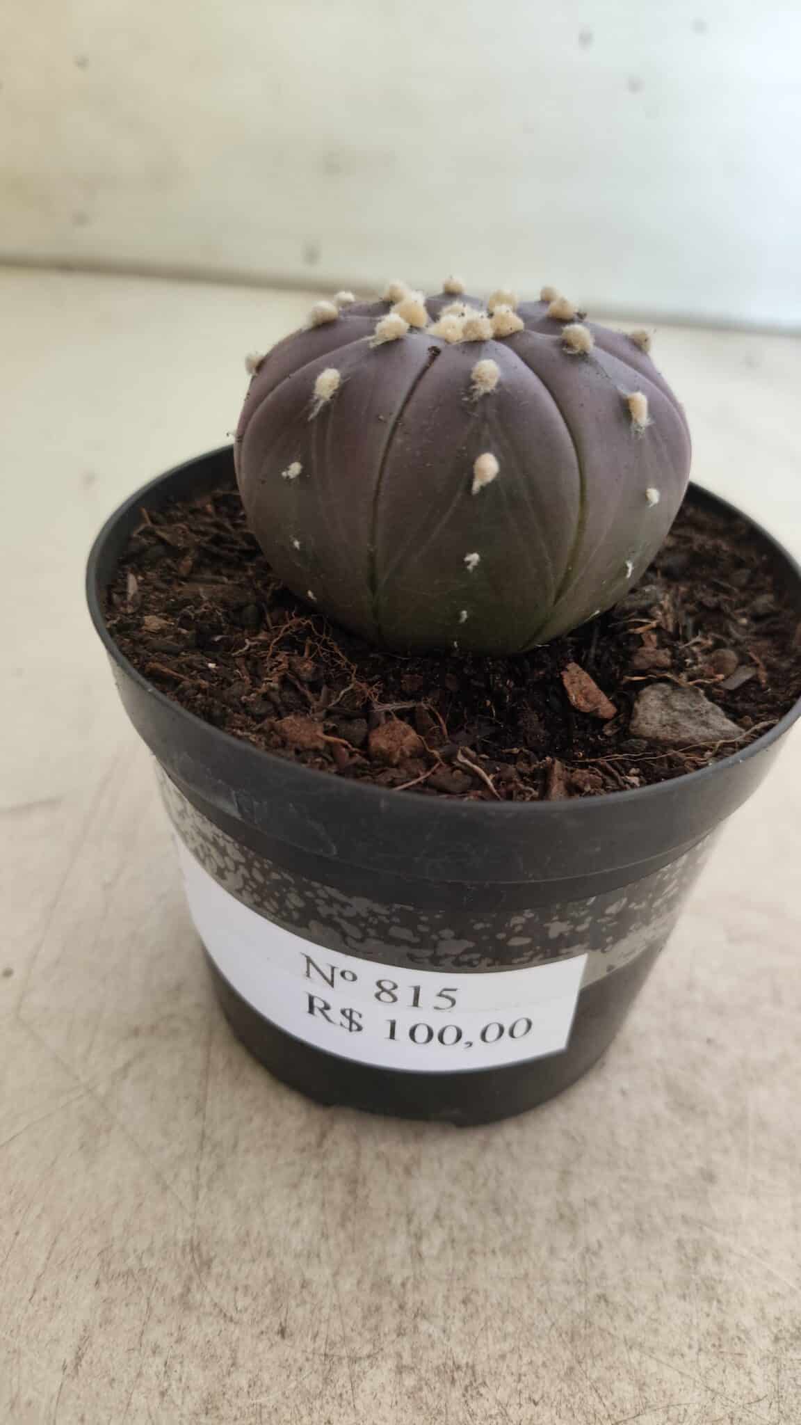 ASTROPHYTUM ASTERIAS “Purple”  Nº 815 – vaso 09