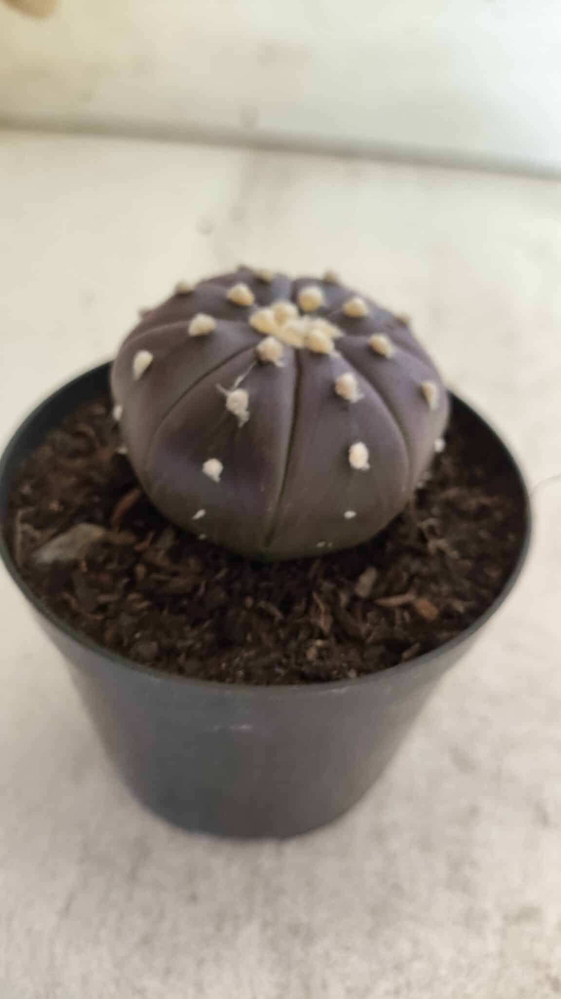 ASTROPHYTUM ASTERIAS “Purple”  Nº 815 – vaso 09