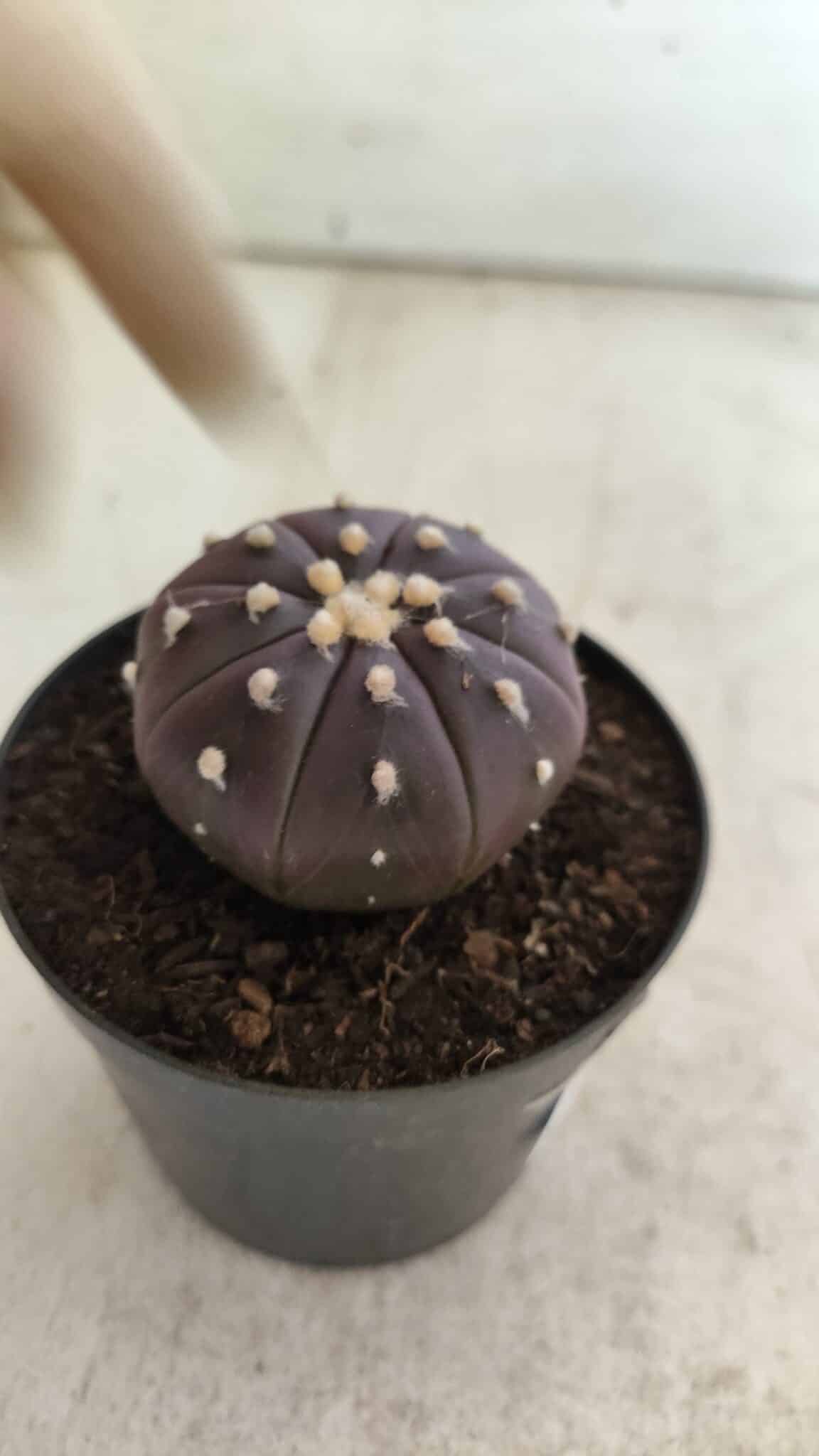 ASTROPHYTUM ASTERIAS “Purple”  Nº 815 – vaso 09