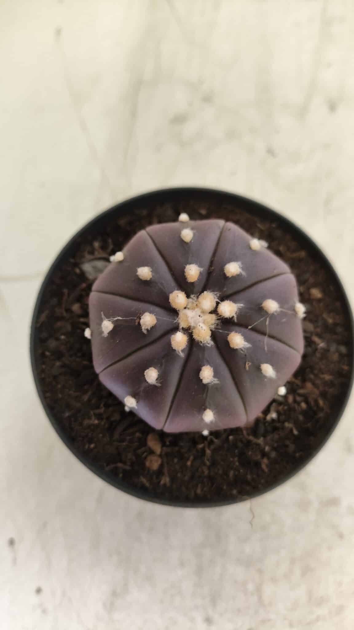 ASTROPHYTUM ASTERIAS “Purple”  Nº 815 – vaso 09