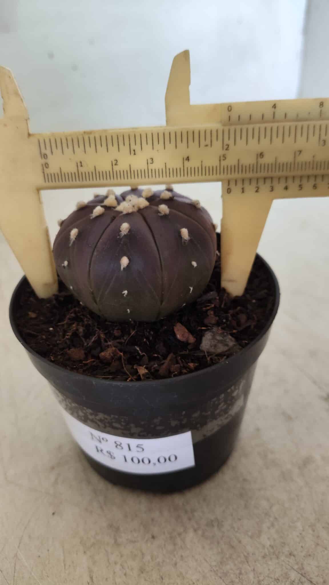 ASTROPHYTUM ASTERIAS “Purple”  Nº 815 – vaso 09