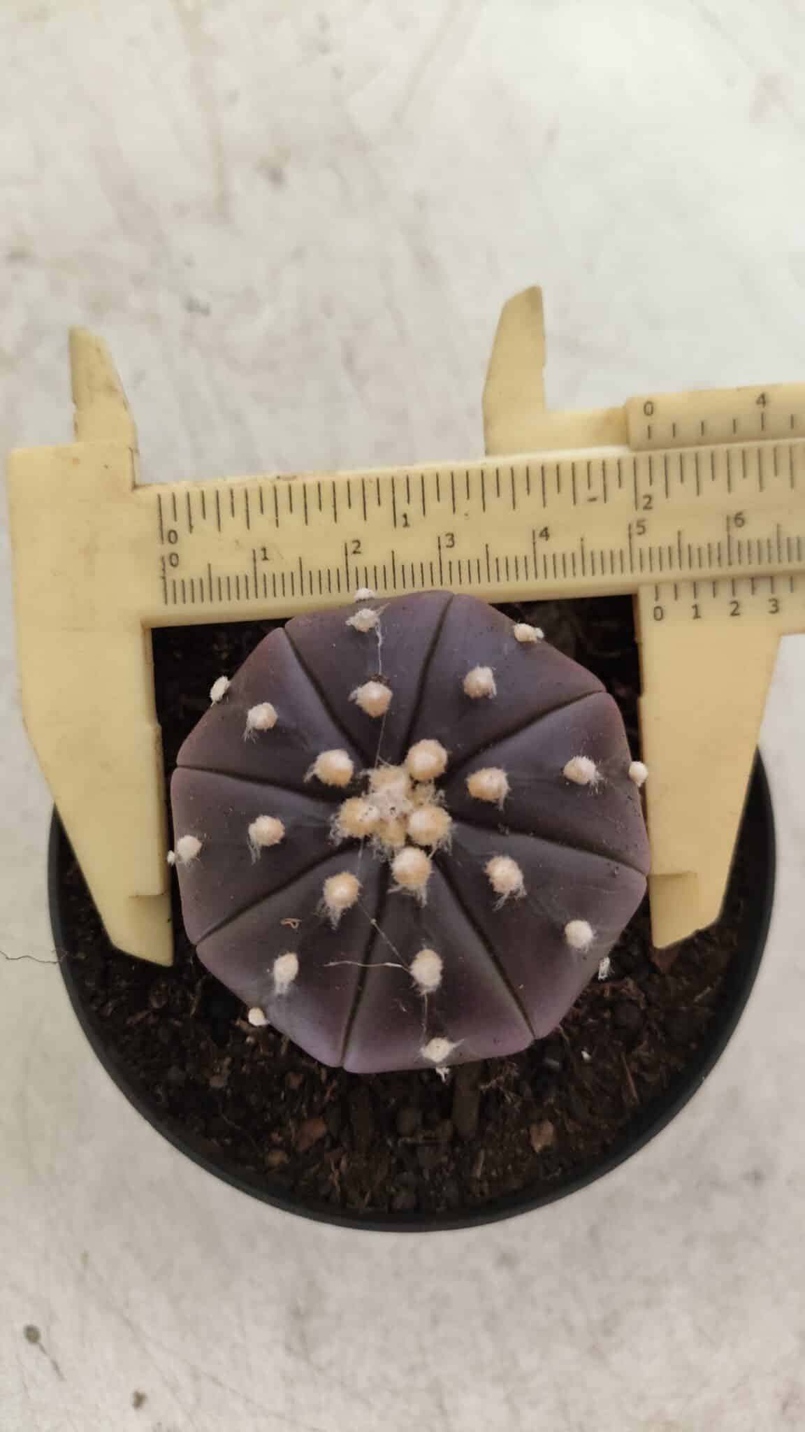 ASTROPHYTUM ASTERIAS “Purple”  Nº 815 – vaso 09