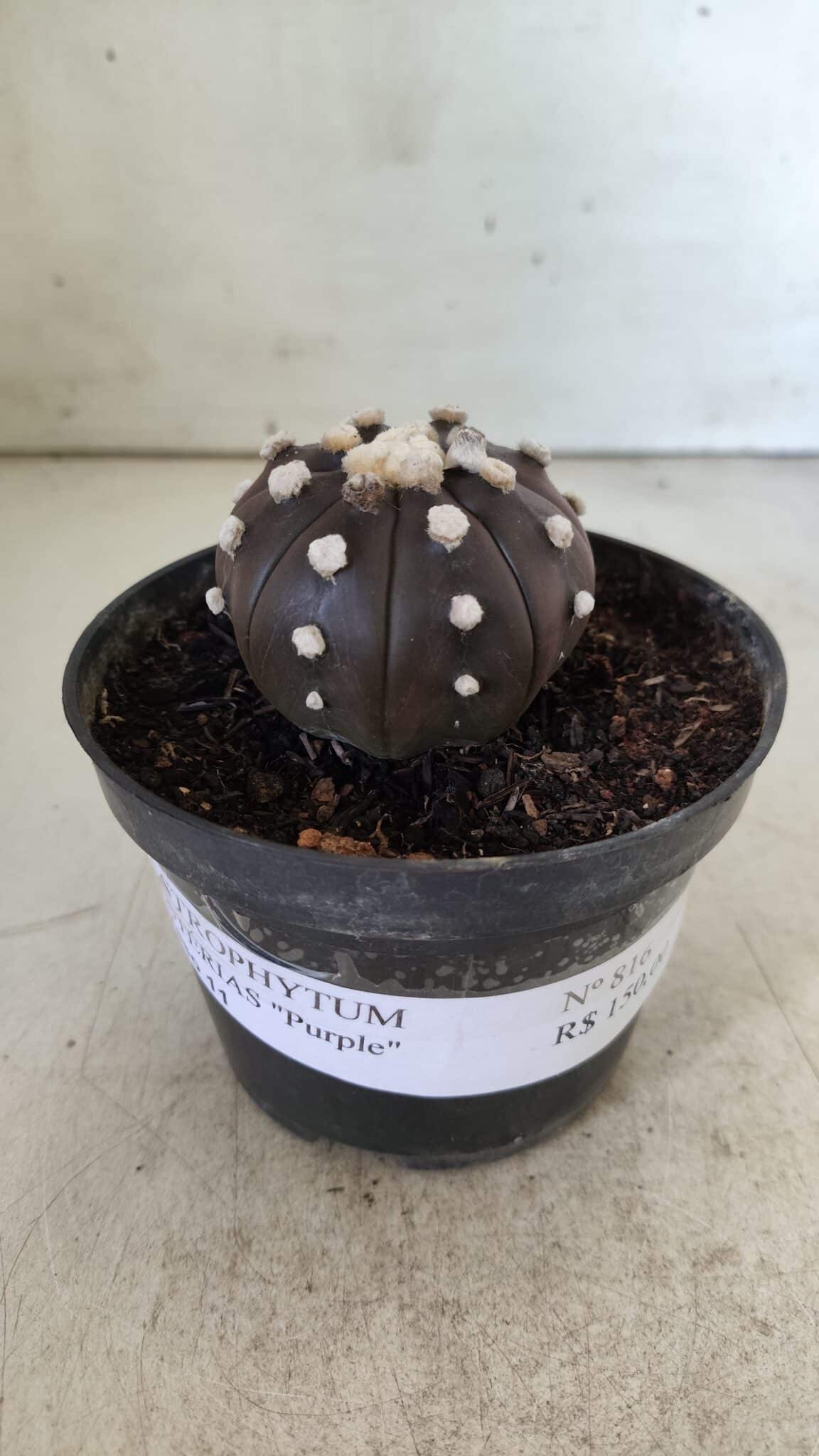 ASTROPHYTUM ASTERIAS “Purple”  Nº 816 – vaso 14