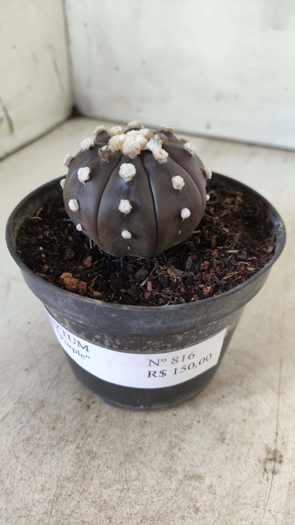 ASTROPHYTUM ASTERIAS “Purple”  Nº 816 – vaso 14