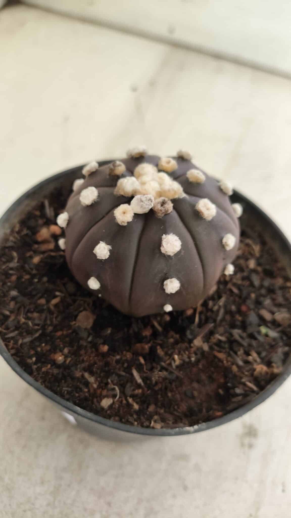 ASTROPHYTUM ASTERIAS “Purple”  Nº 816 – vaso 14