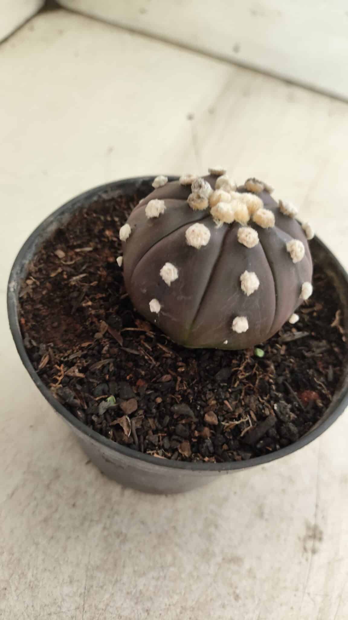 ASTROPHYTUM ASTERIAS “Purple”  Nº 816 – vaso 14