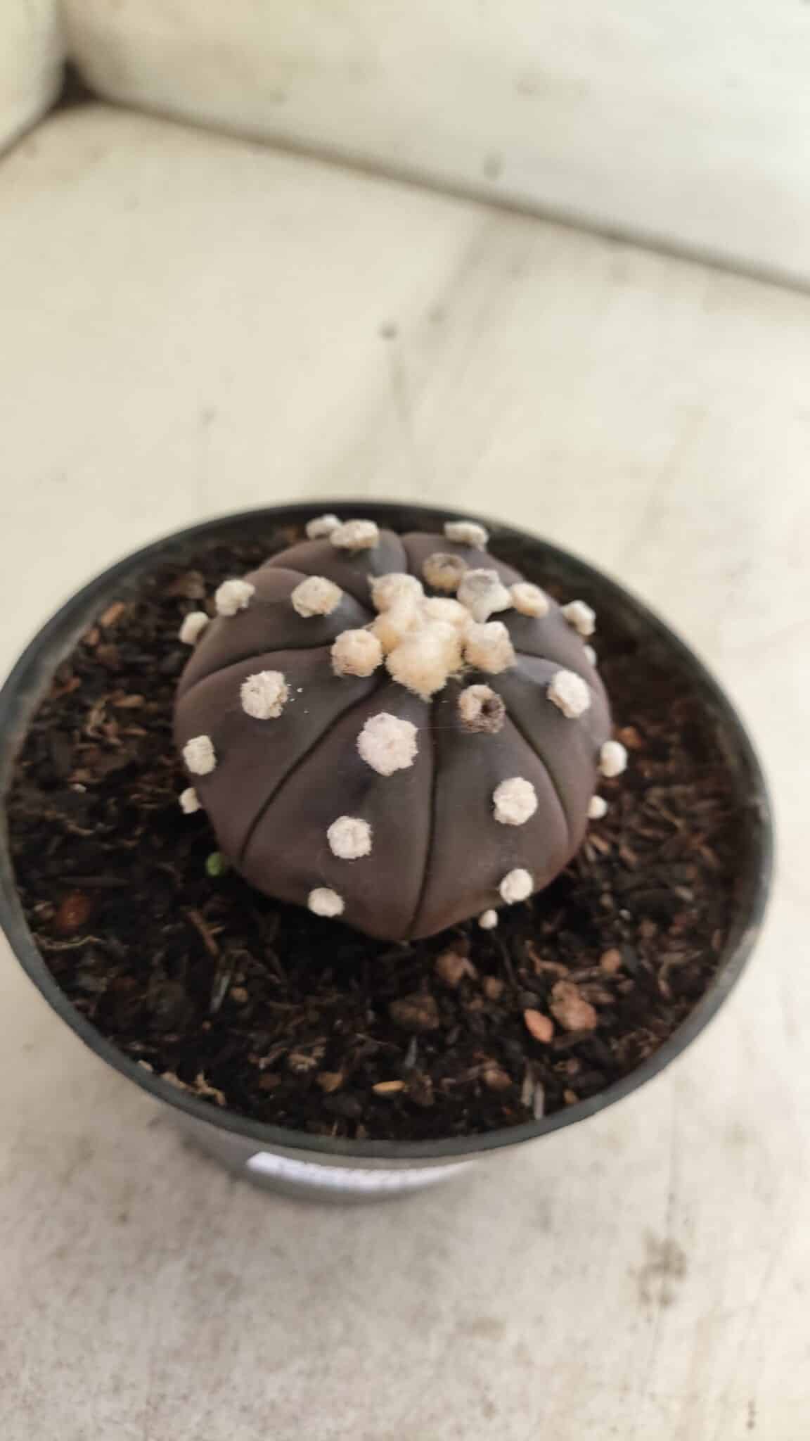 ASTROPHYTUM ASTERIAS “Purple”  Nº 816 – vaso 14