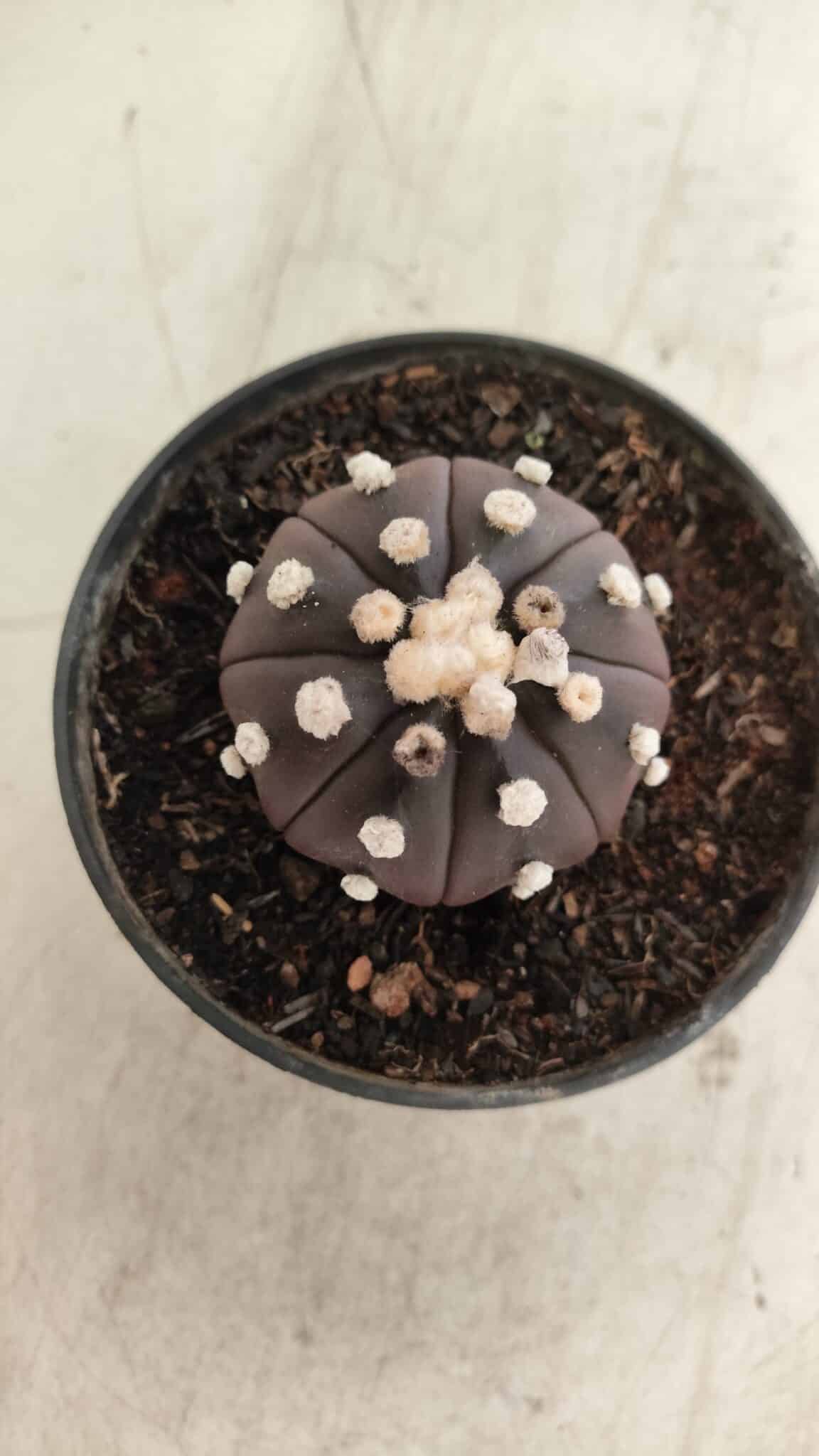 ASTROPHYTUM ASTERIAS “Purple”  Nº 816 – vaso 14