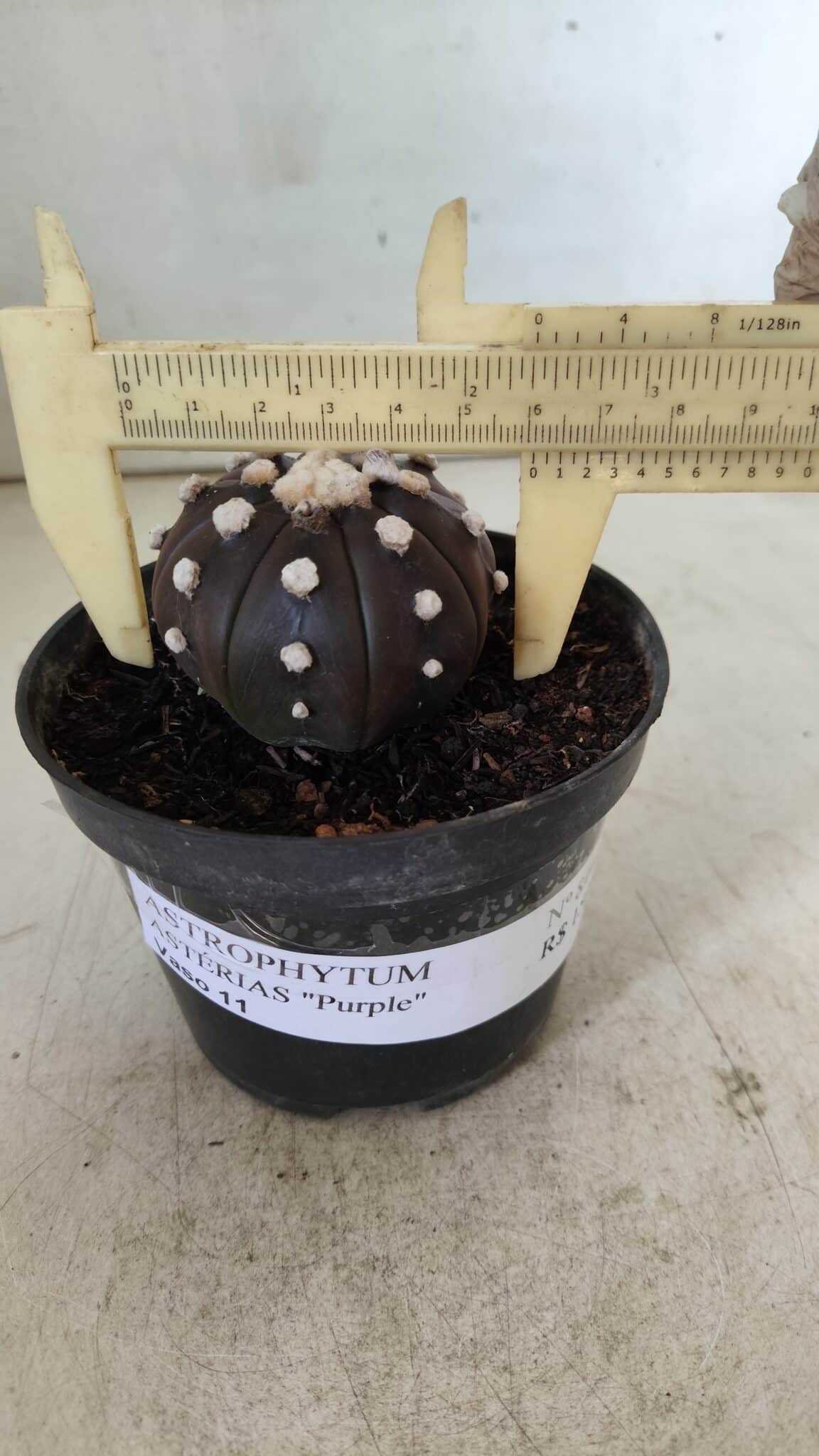 ASTROPHYTUM ASTERIAS “Purple”  Nº 816 – vaso 14