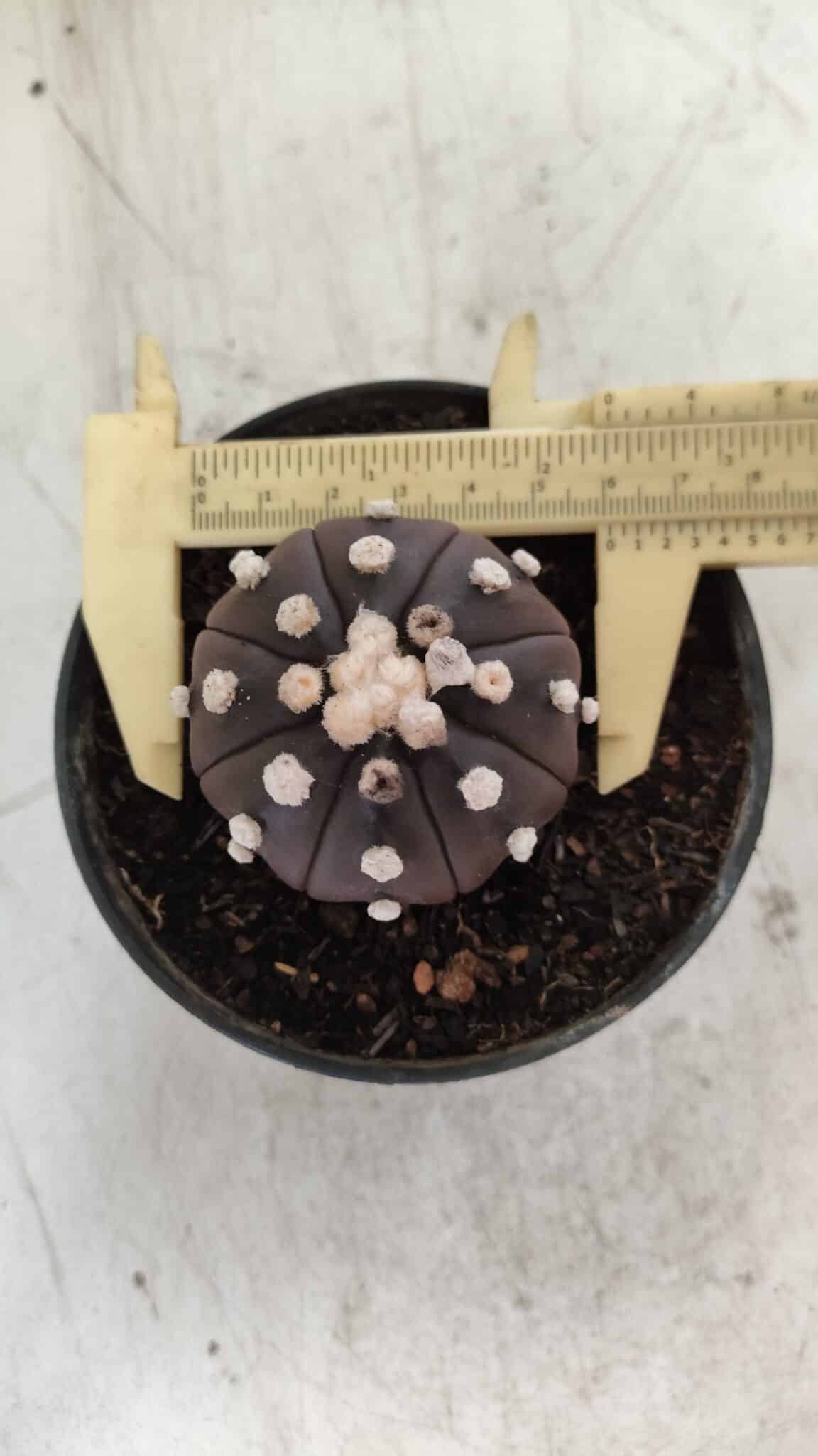 ASTROPHYTUM ASTERIAS “Purple”  Nº 816 – vaso 14