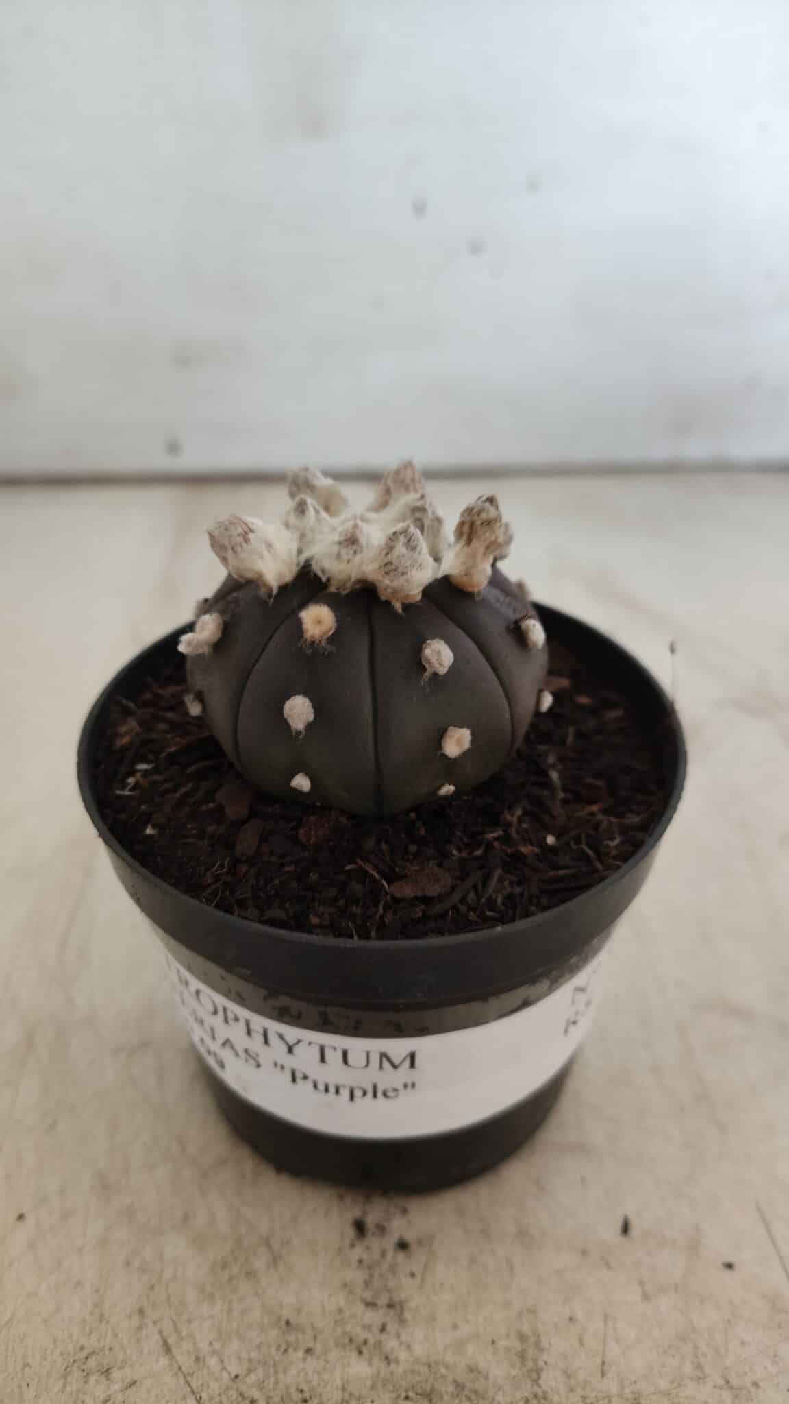 ASTROPHYTUM ASTERIAS “Purple”  Nº 818 – vaso 09