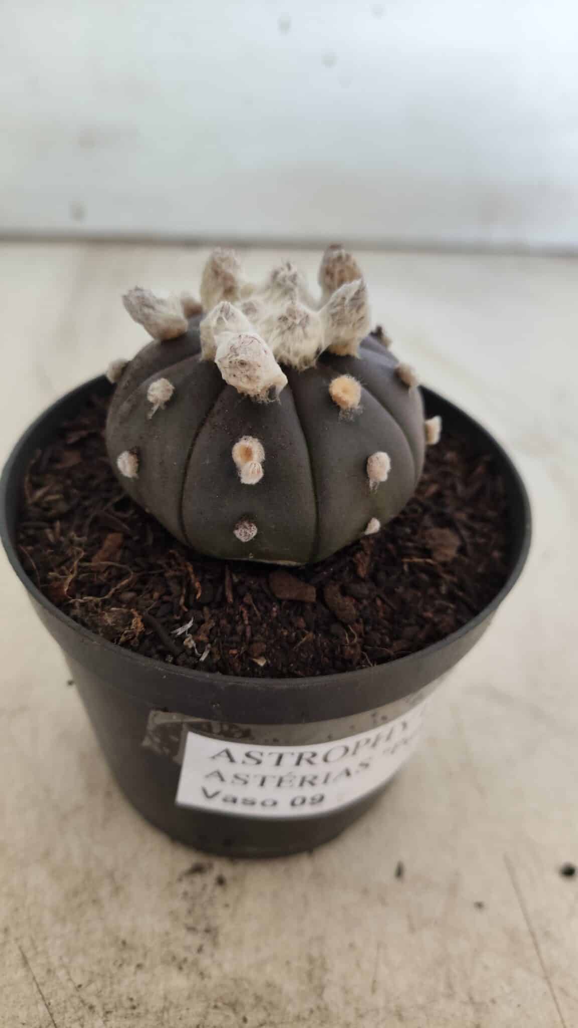 ASTROPHYTUM ASTERIAS “Purple”  Nº 818 – vaso 09