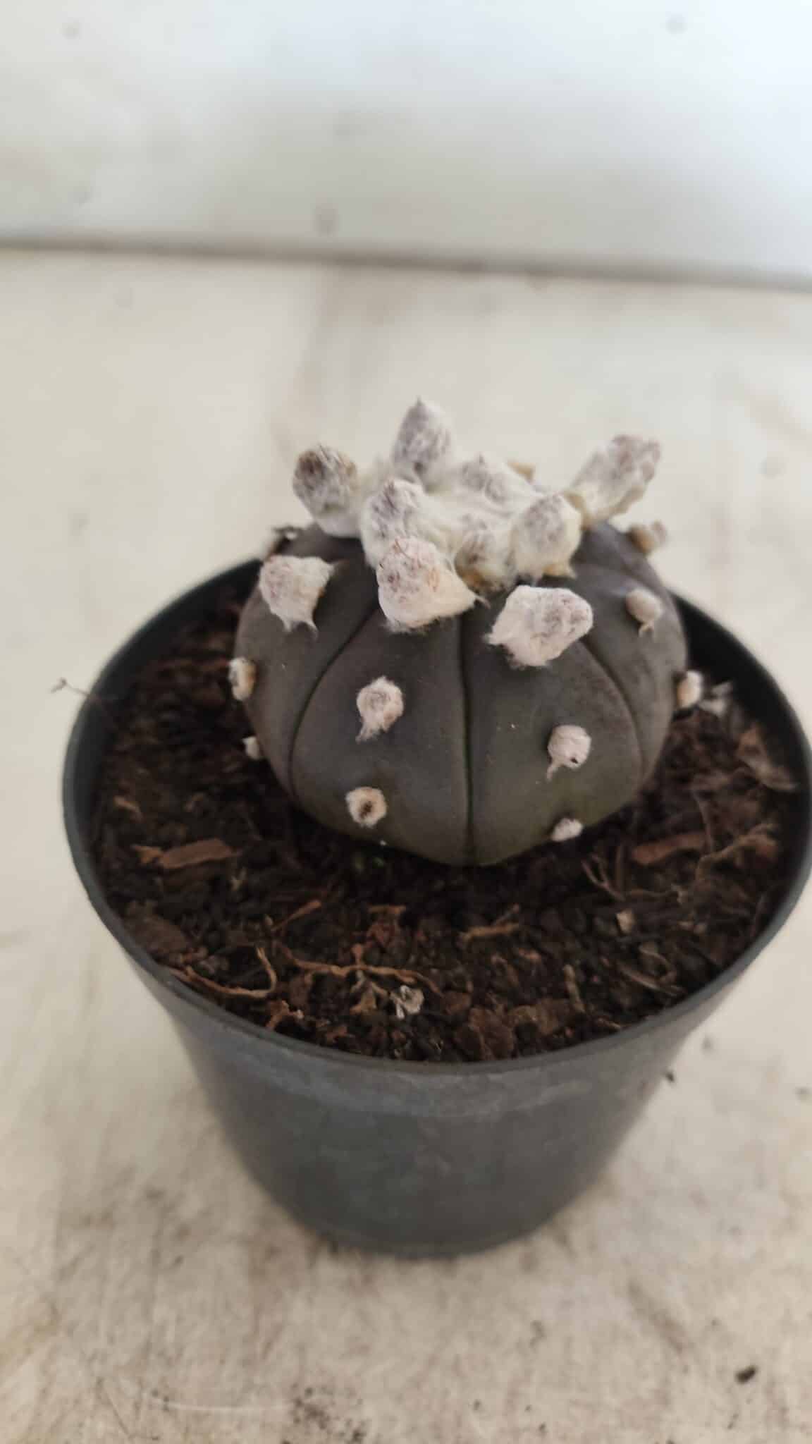 ASTROPHYTUM ASTERIAS “Purple”  Nº 818 – vaso 09