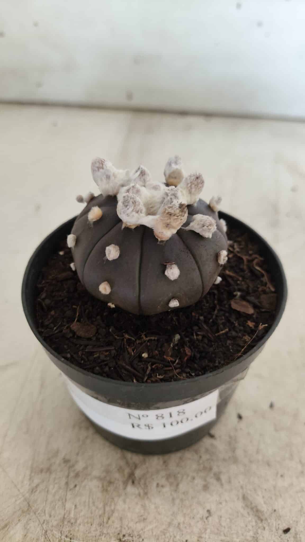 ASTROPHYTUM ASTERIAS “Purple”  Nº 818 – vaso 09