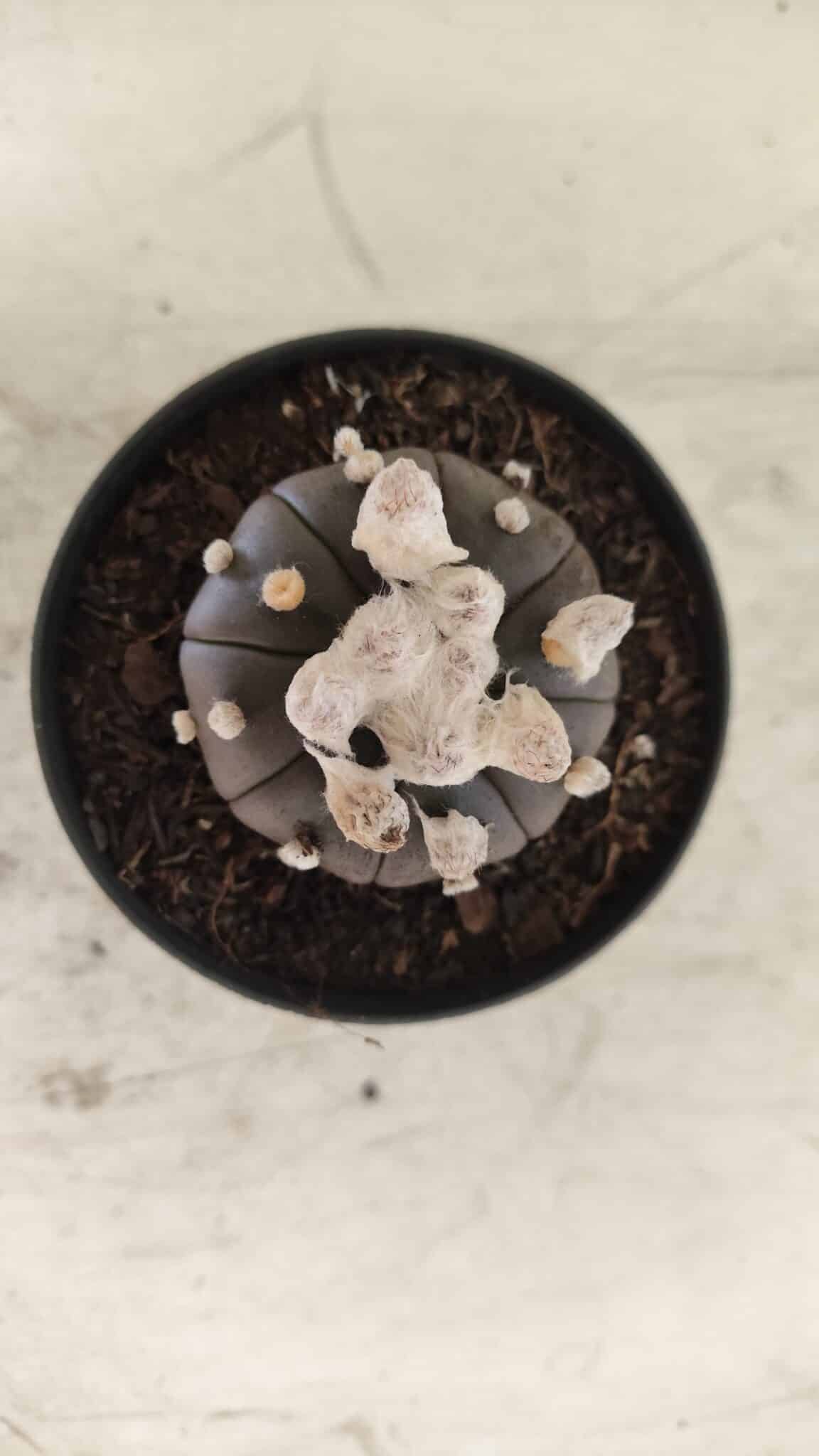 ASTROPHYTUM ASTERIAS “Purple”  Nº 818 – vaso 09
