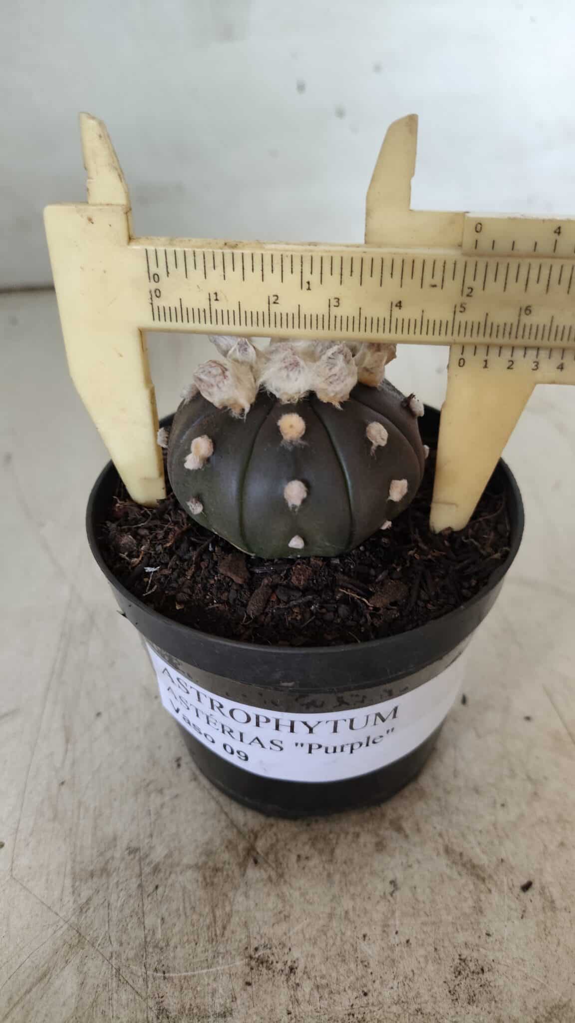 ASTROPHYTUM ASTERIAS “Purple”  Nº 818 – vaso 09