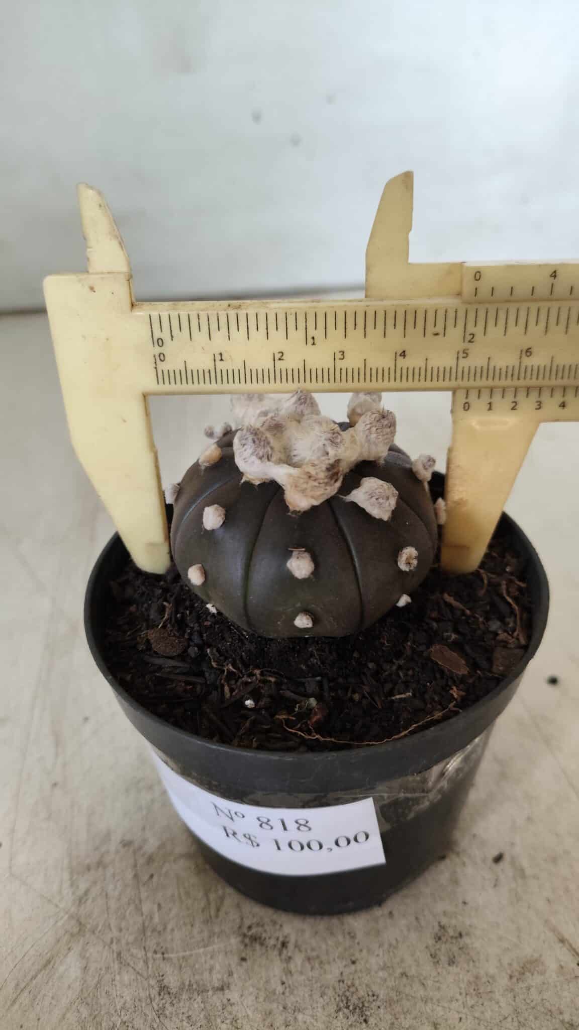 ASTROPHYTUM ASTERIAS “Purple”  Nº 818 – vaso 09