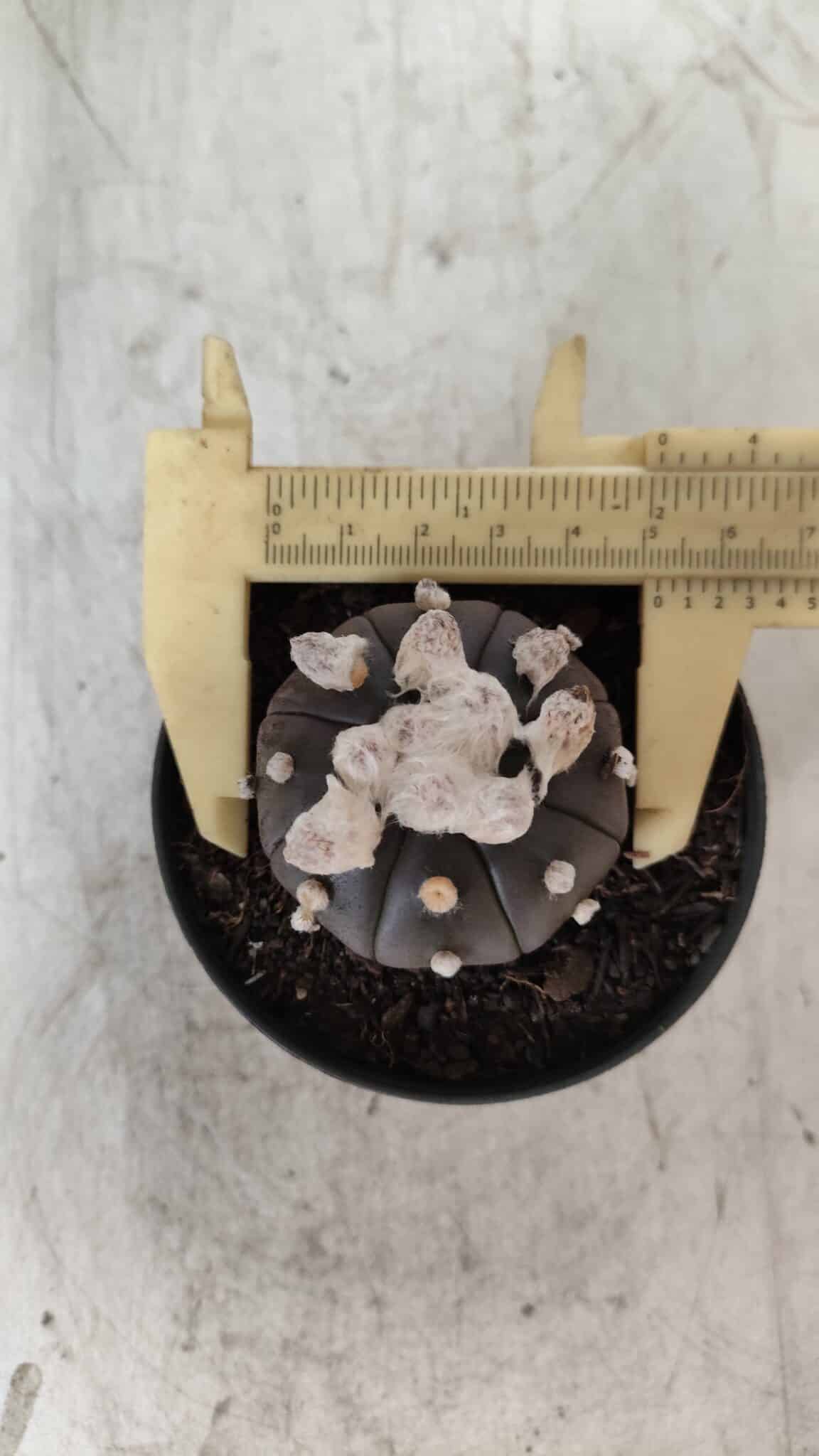 ASTROPHYTUM ASTERIAS “Purple”  Nº 818 – vaso 09