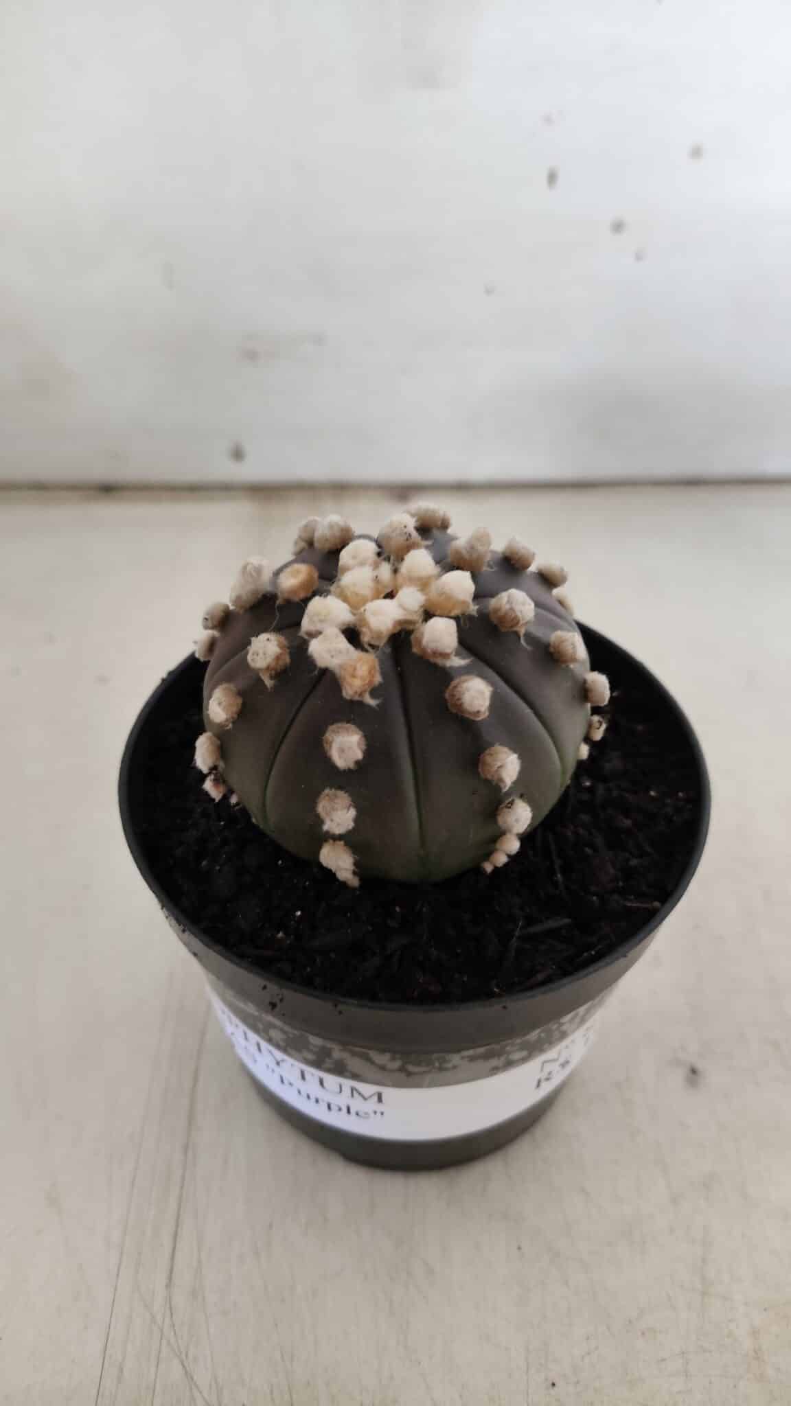 ASTROPHYTUM ASTERIAS “Purple”  Nº 820 – vaso 09