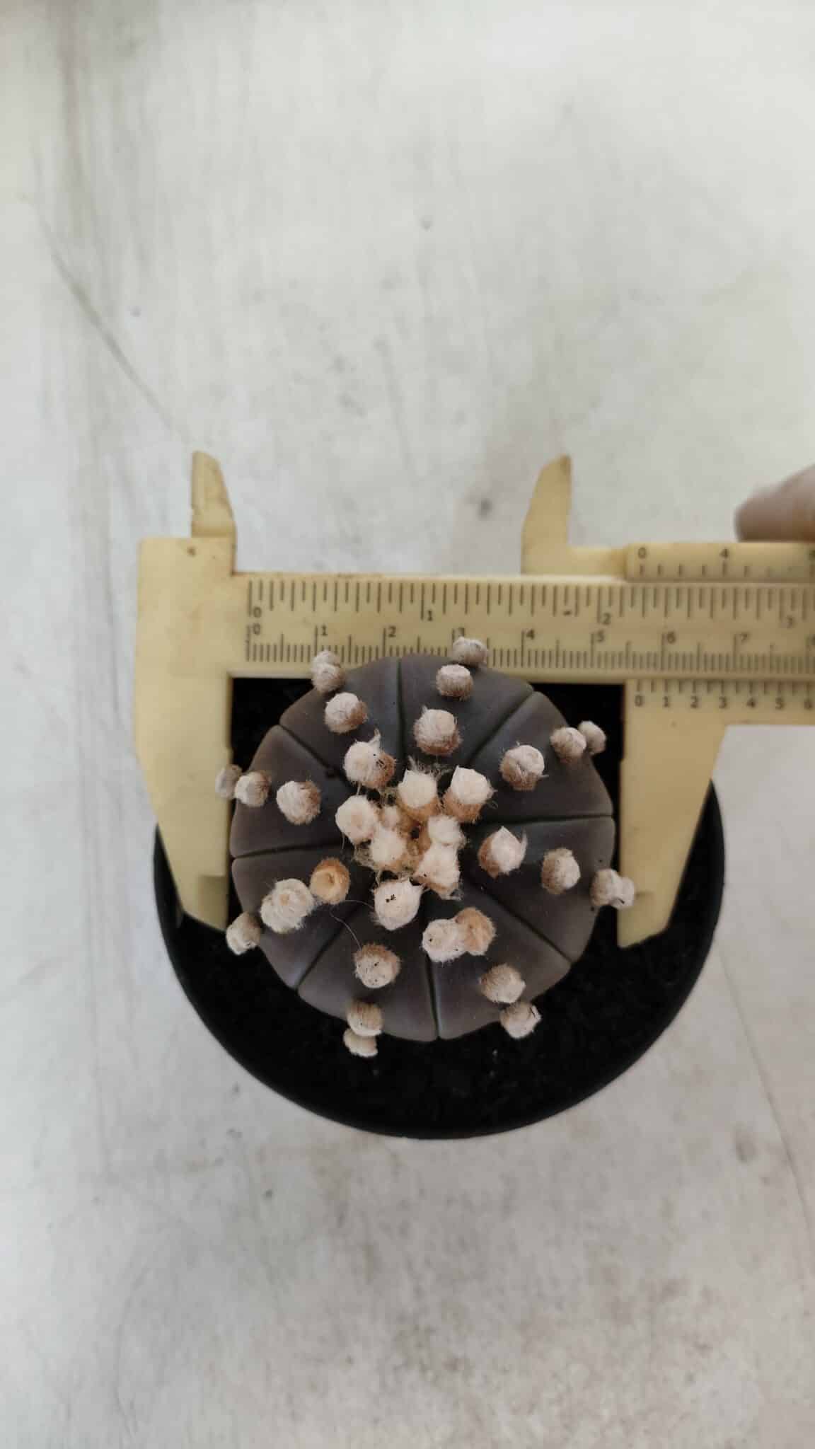 ASTROPHYTUM ASTERIAS “Purple”  Nº 820 – vaso 09