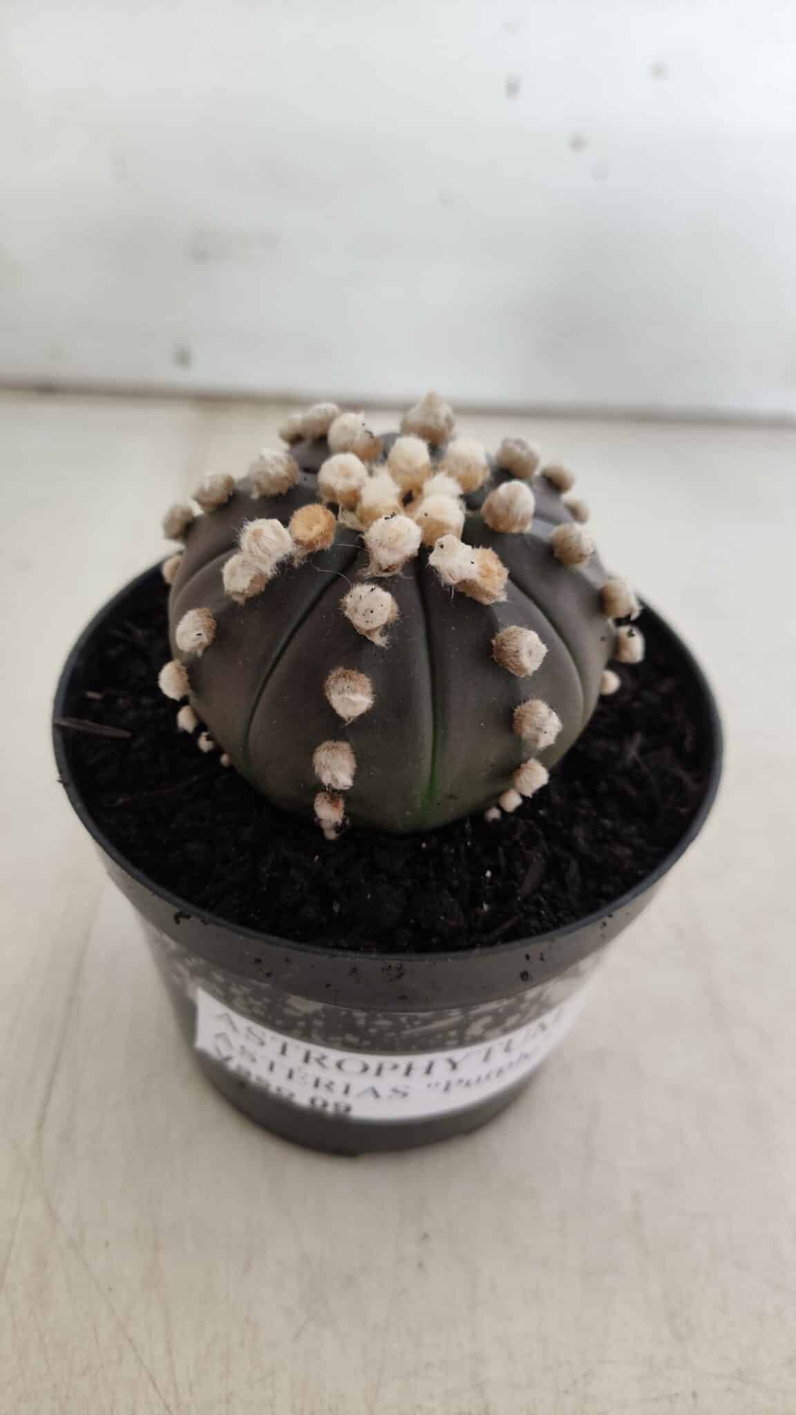 ASTROPHYTUM ASTERIAS “Purple”  Nº 820 – vaso 09