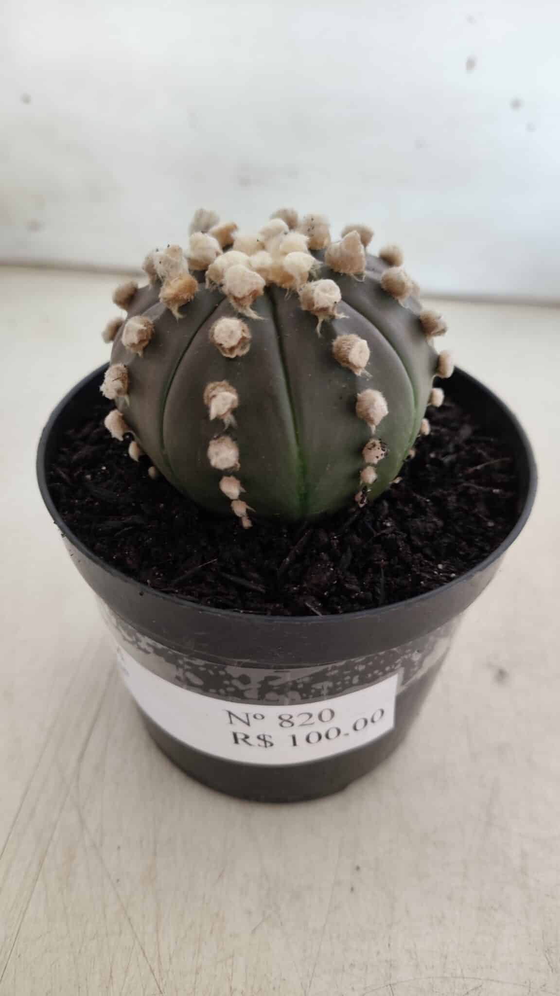 ASTROPHYTUM ASTERIAS “Purple”  Nº 820 – vaso 09