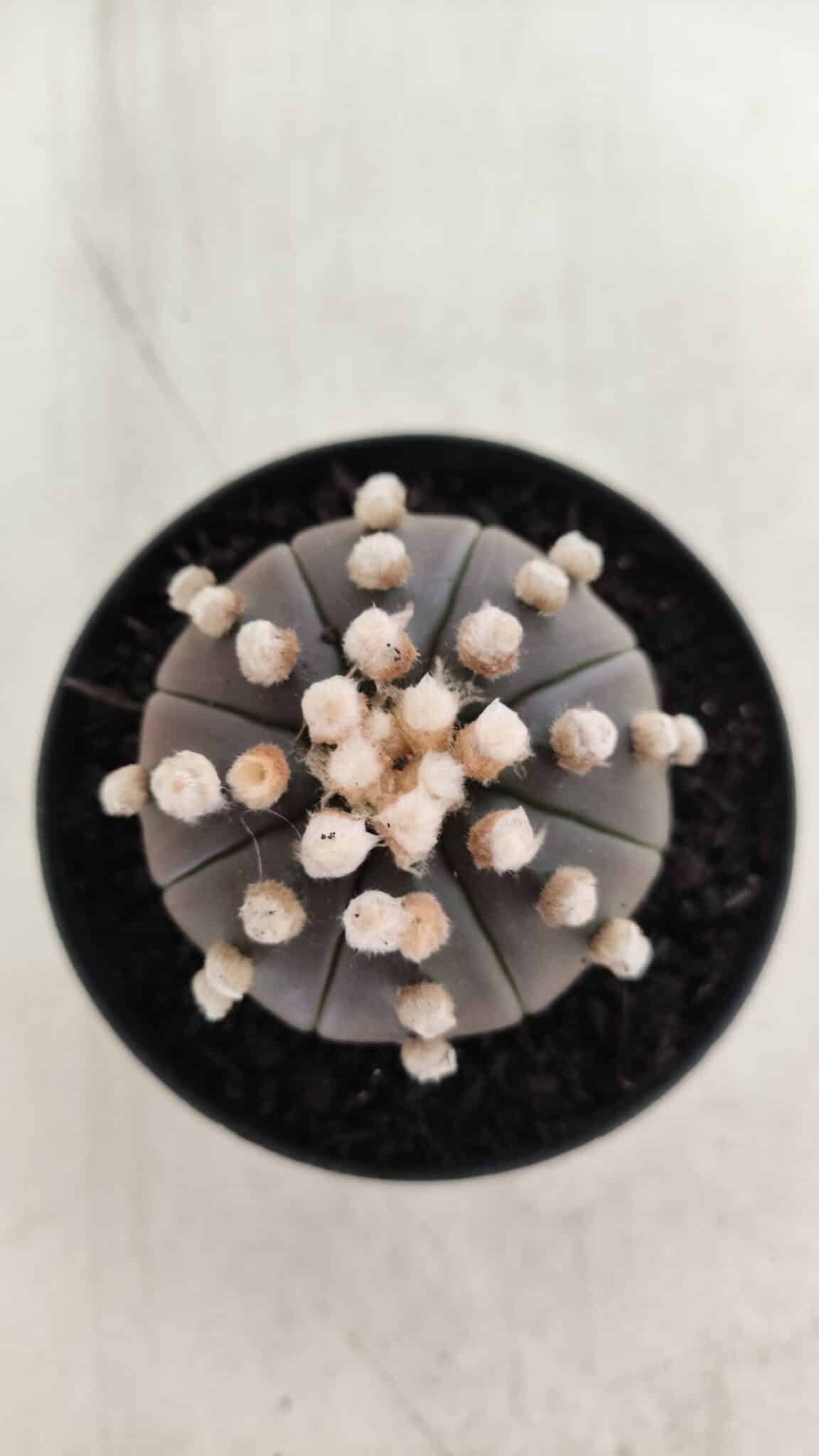 ASTROPHYTUM ASTERIAS “Purple”  Nº 820 – vaso 09